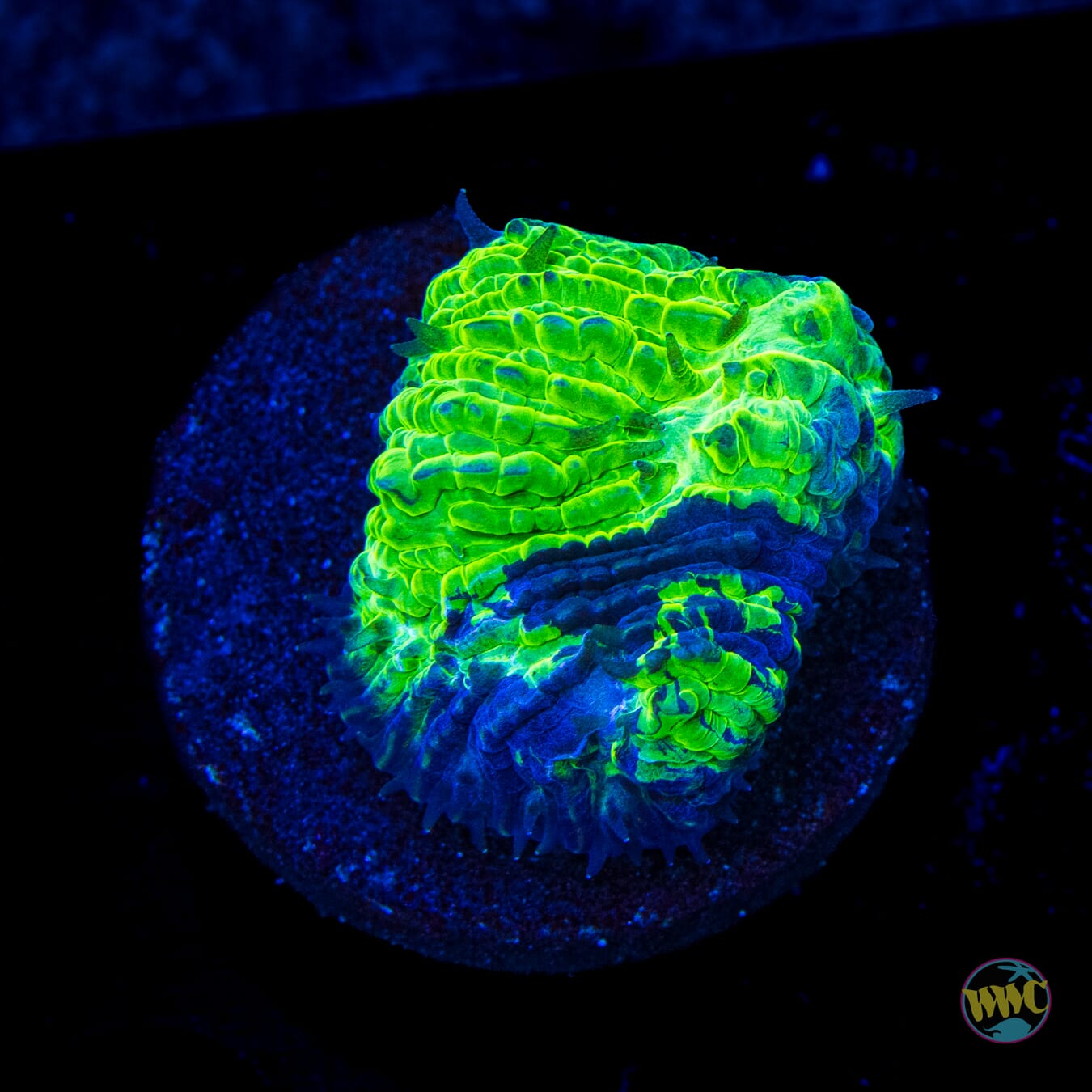 WWC Aquacultured Treefrog Tongue Coral