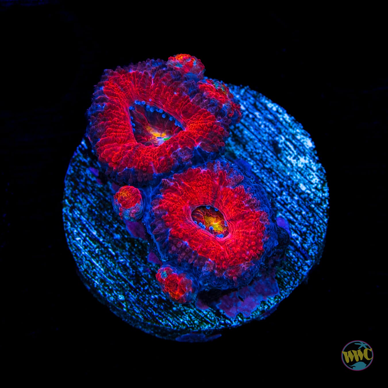 Volcanic Aussie Lord