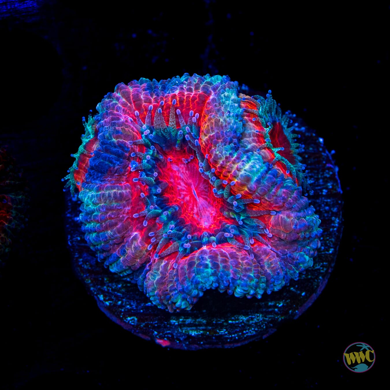 Cotton Candy Aussie Lord