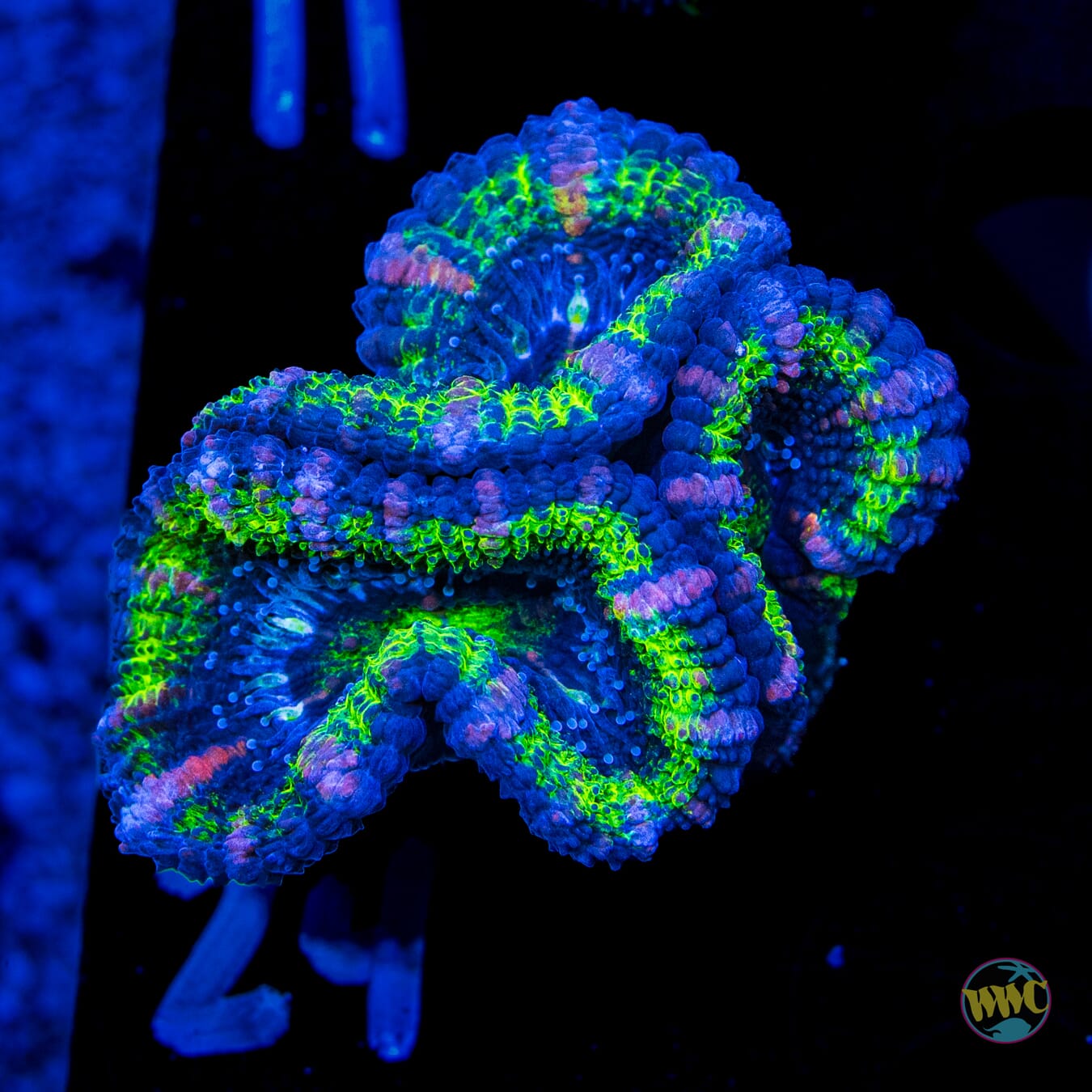 Bubbalicious Aussie Lord