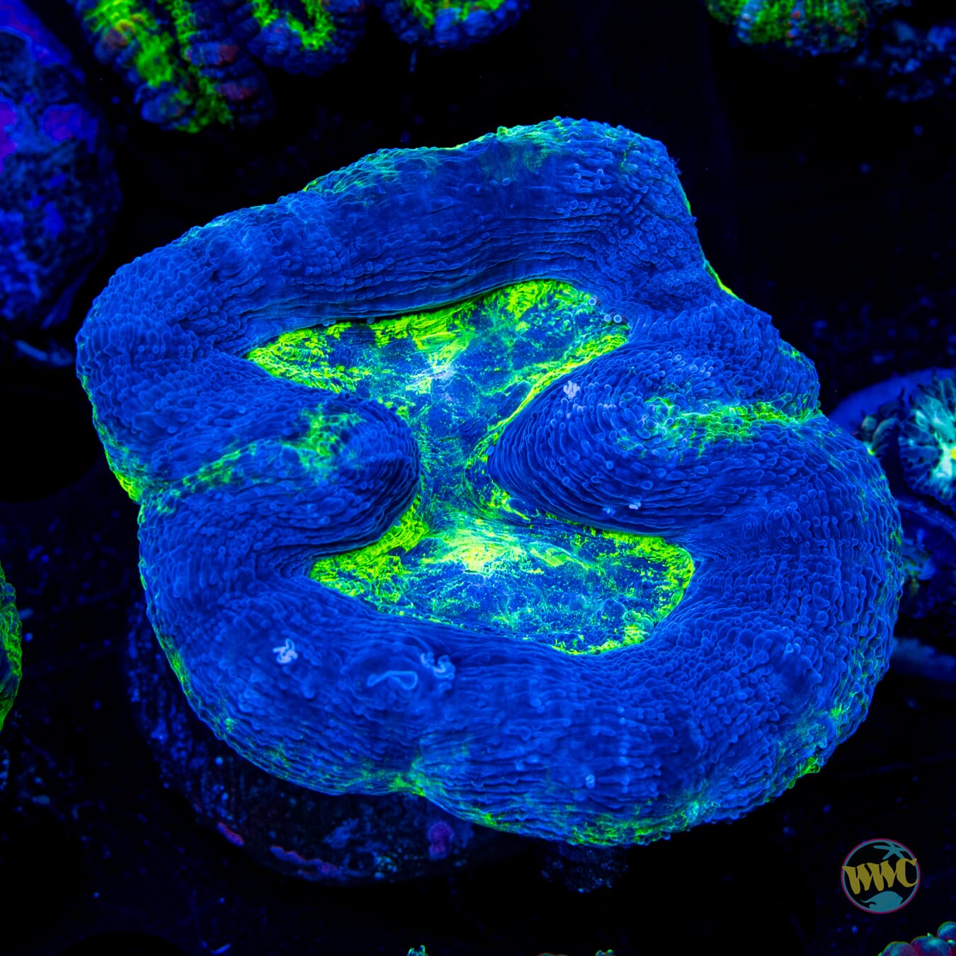 Blue Hole Bowerbanki