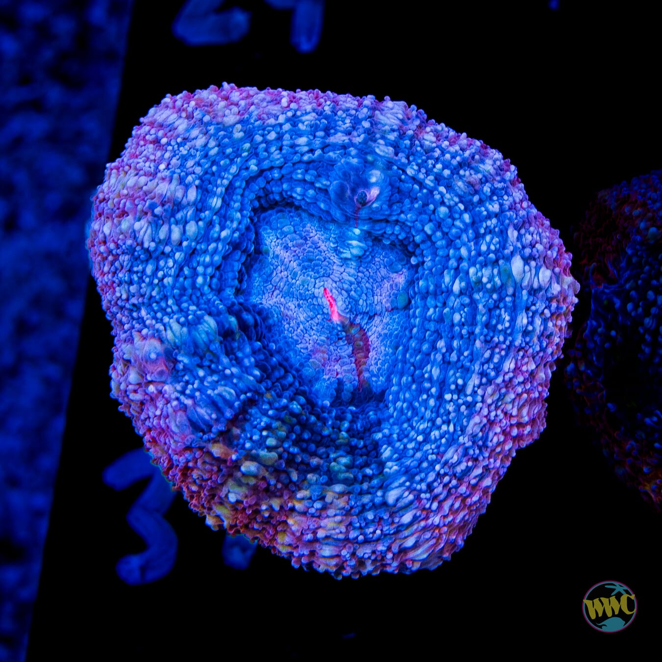 Raspberry Pie Bowerbanki