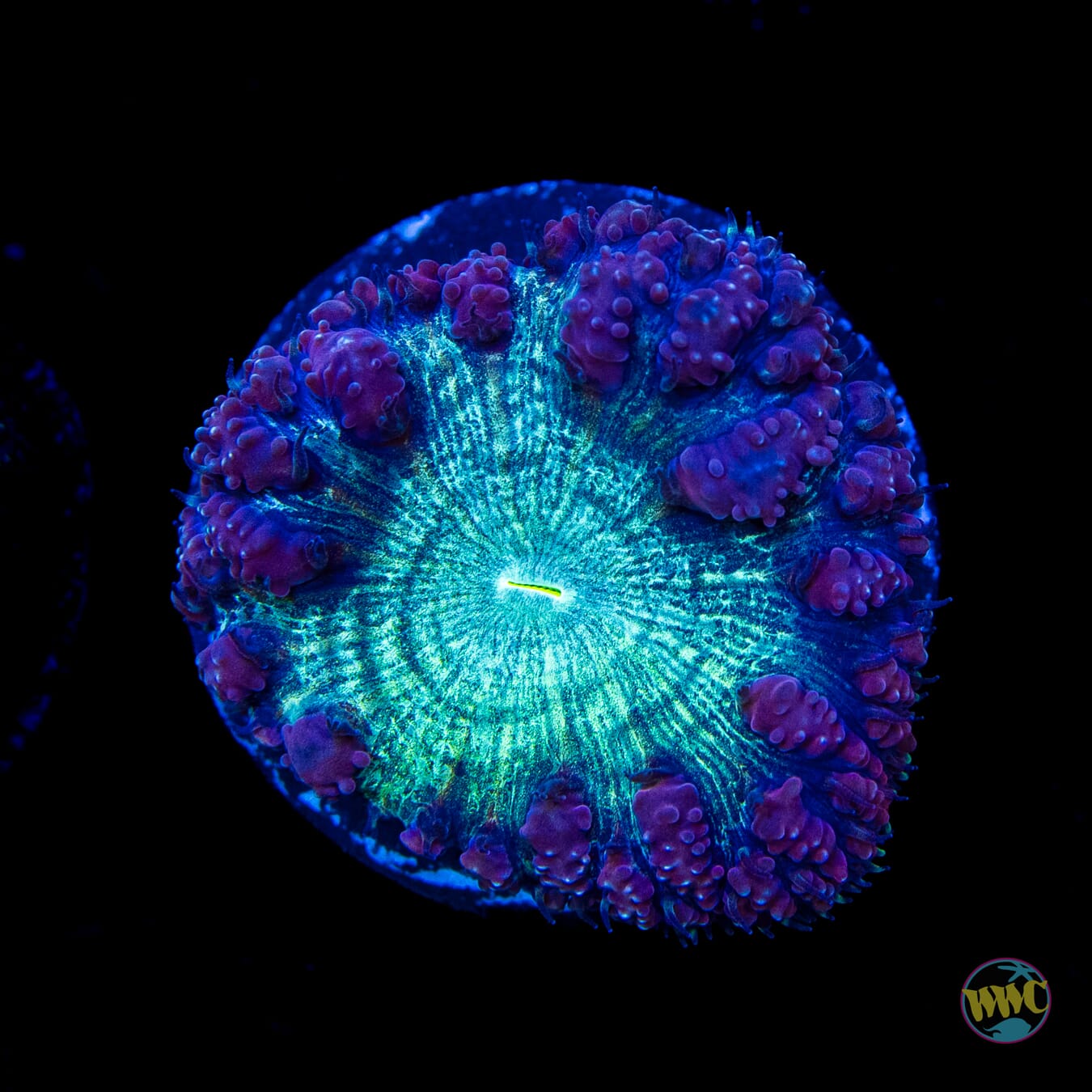 Phantasm Blastomussa