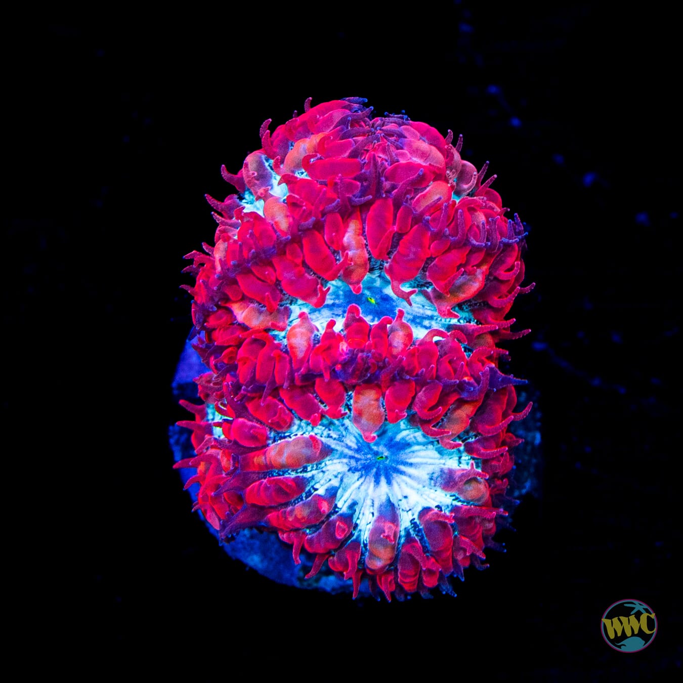 WWC Superman Merletti Blastomussa