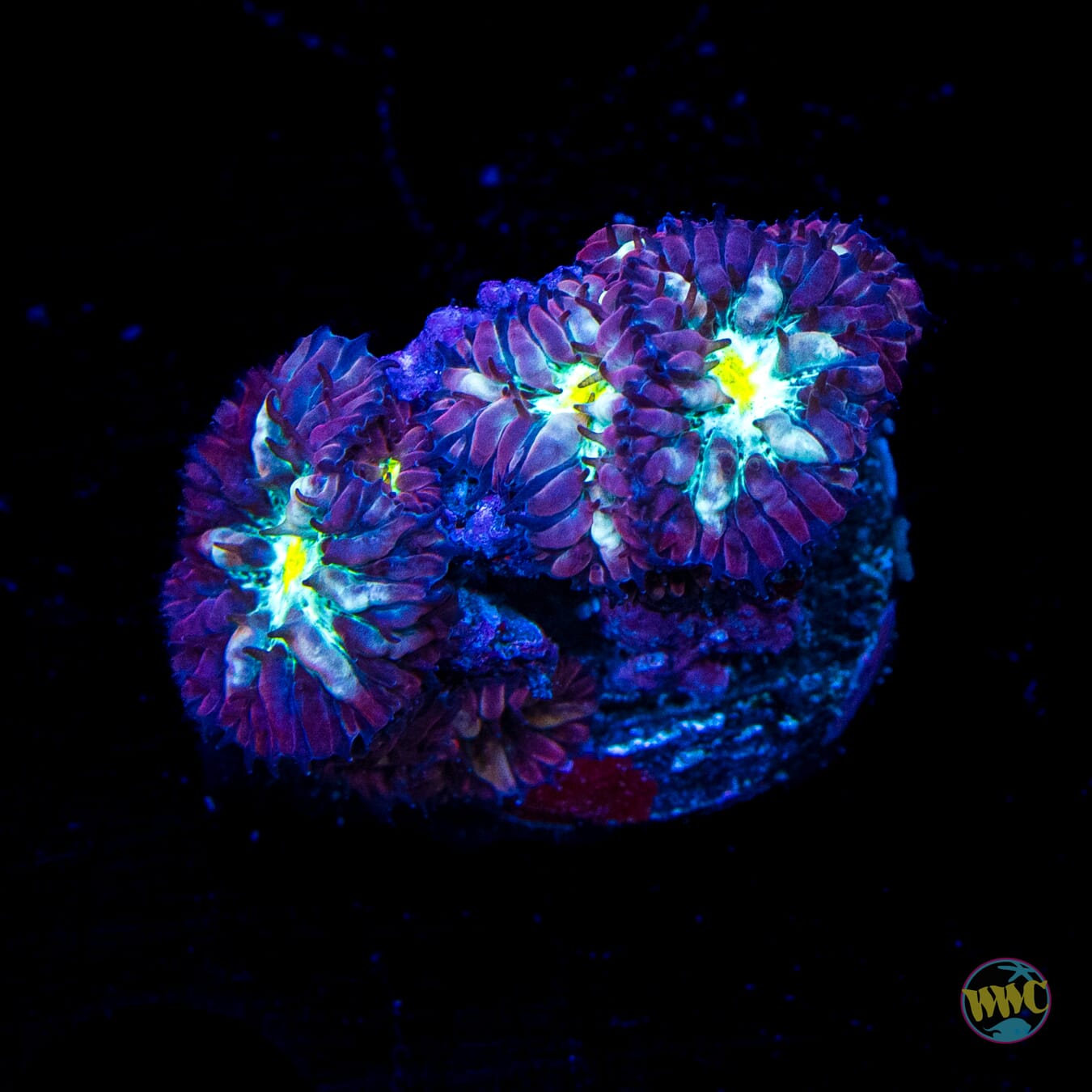 Twilight Merletti Blastomussa