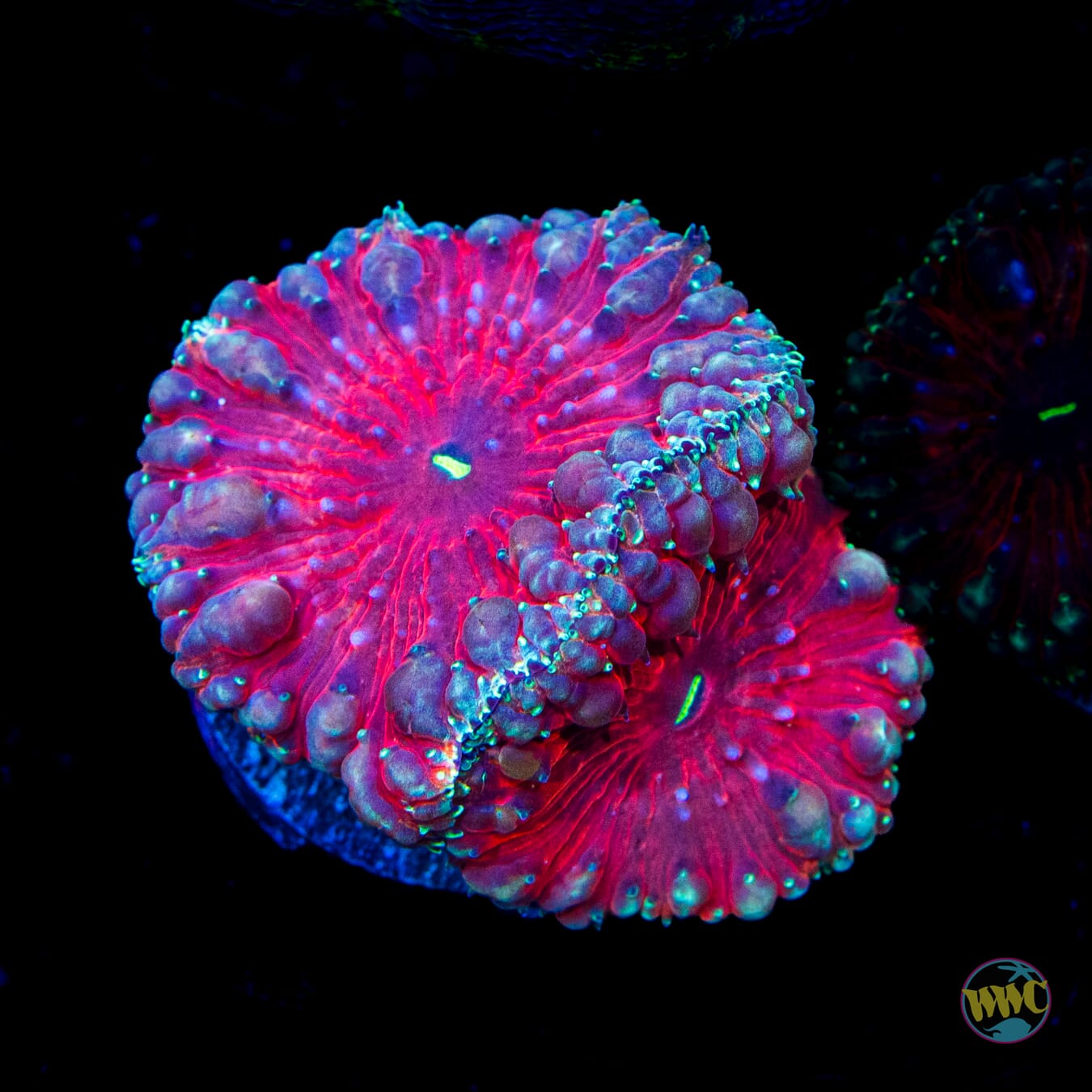 Crimson Twilight Blastomussa