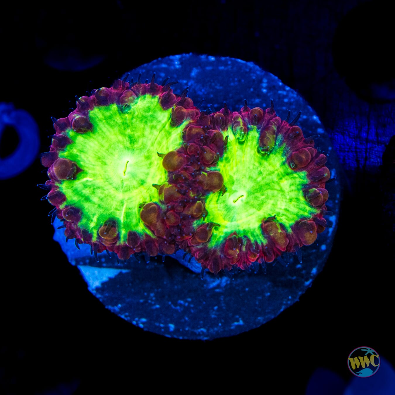 Wild Cherry Blastomussa