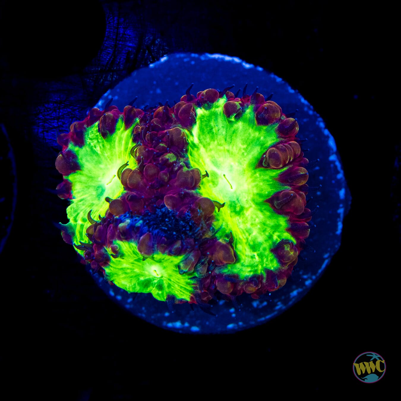 Wild Cherry Blastomussa