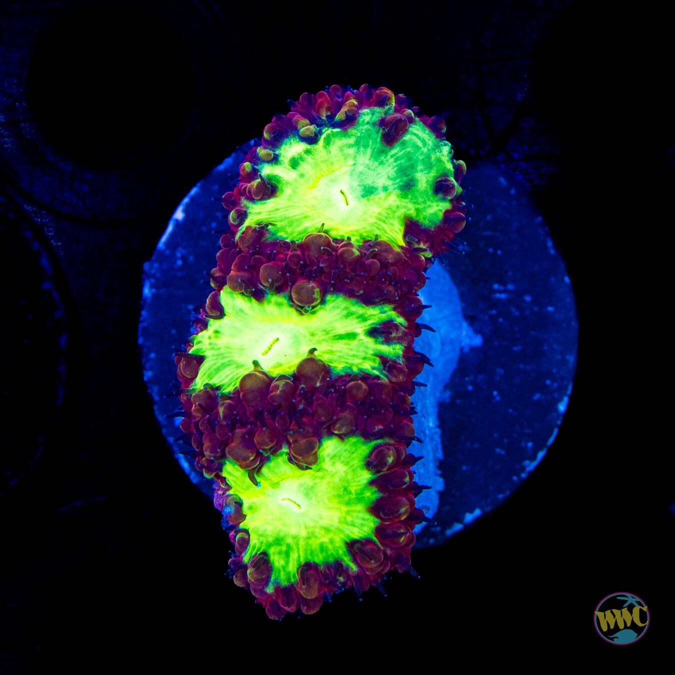 Wild Cherry Blastomussa