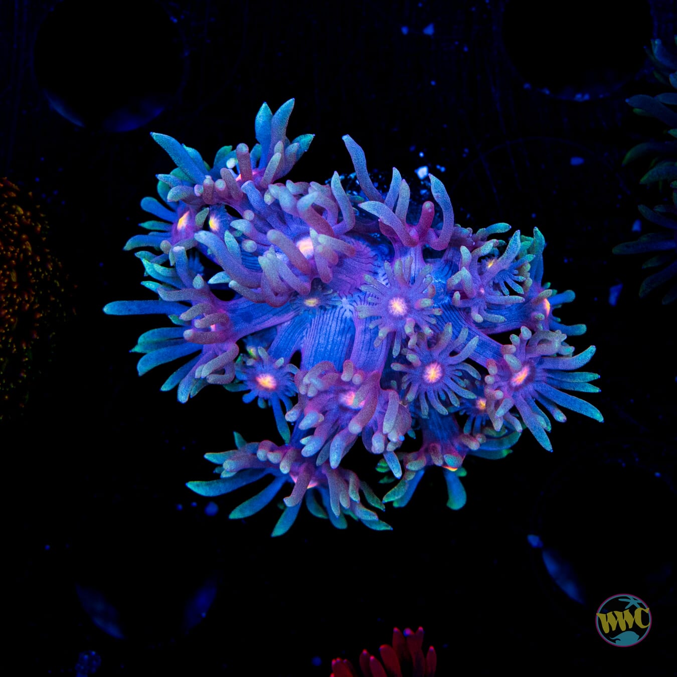 Purple Parrot Goniopora