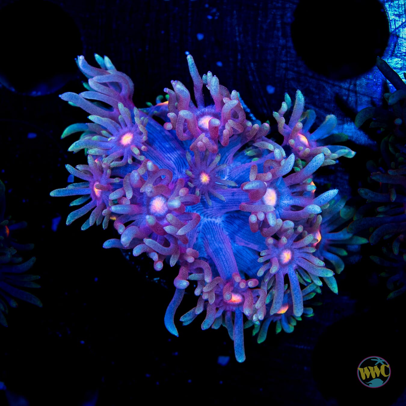 Purple Parrot Goniopora