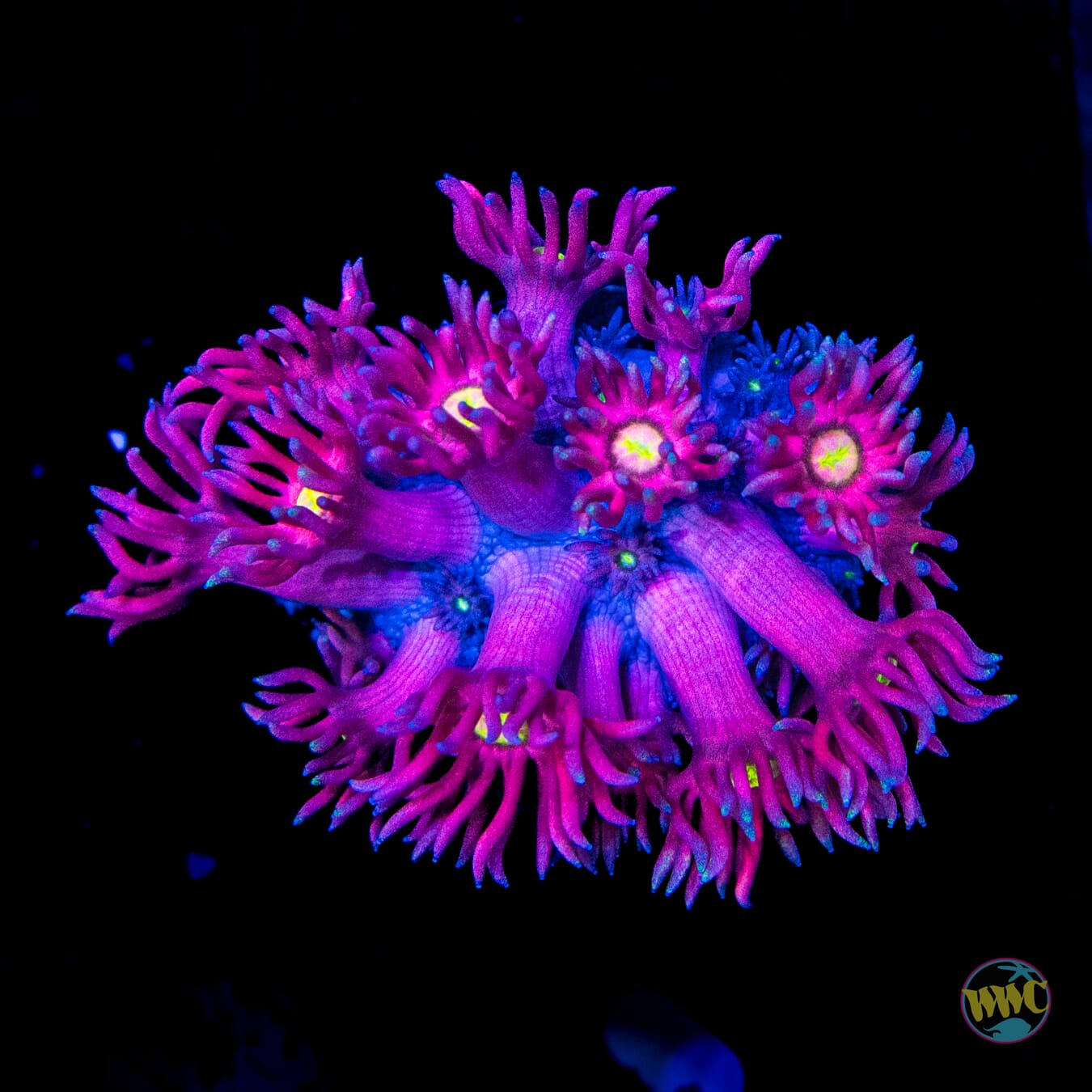 Cherry Bonkerz Goniopora