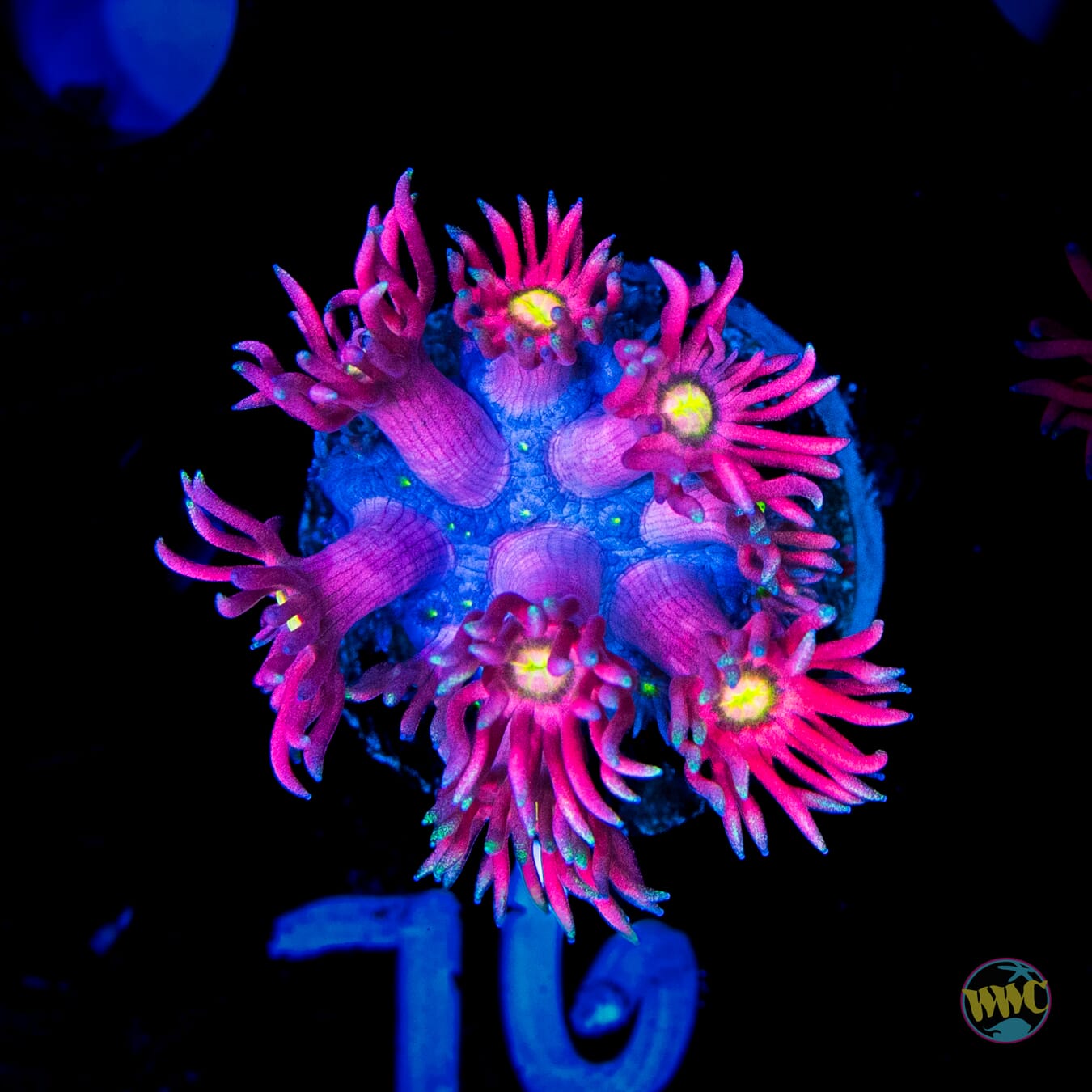 Cherry Bonkerz Goniopora