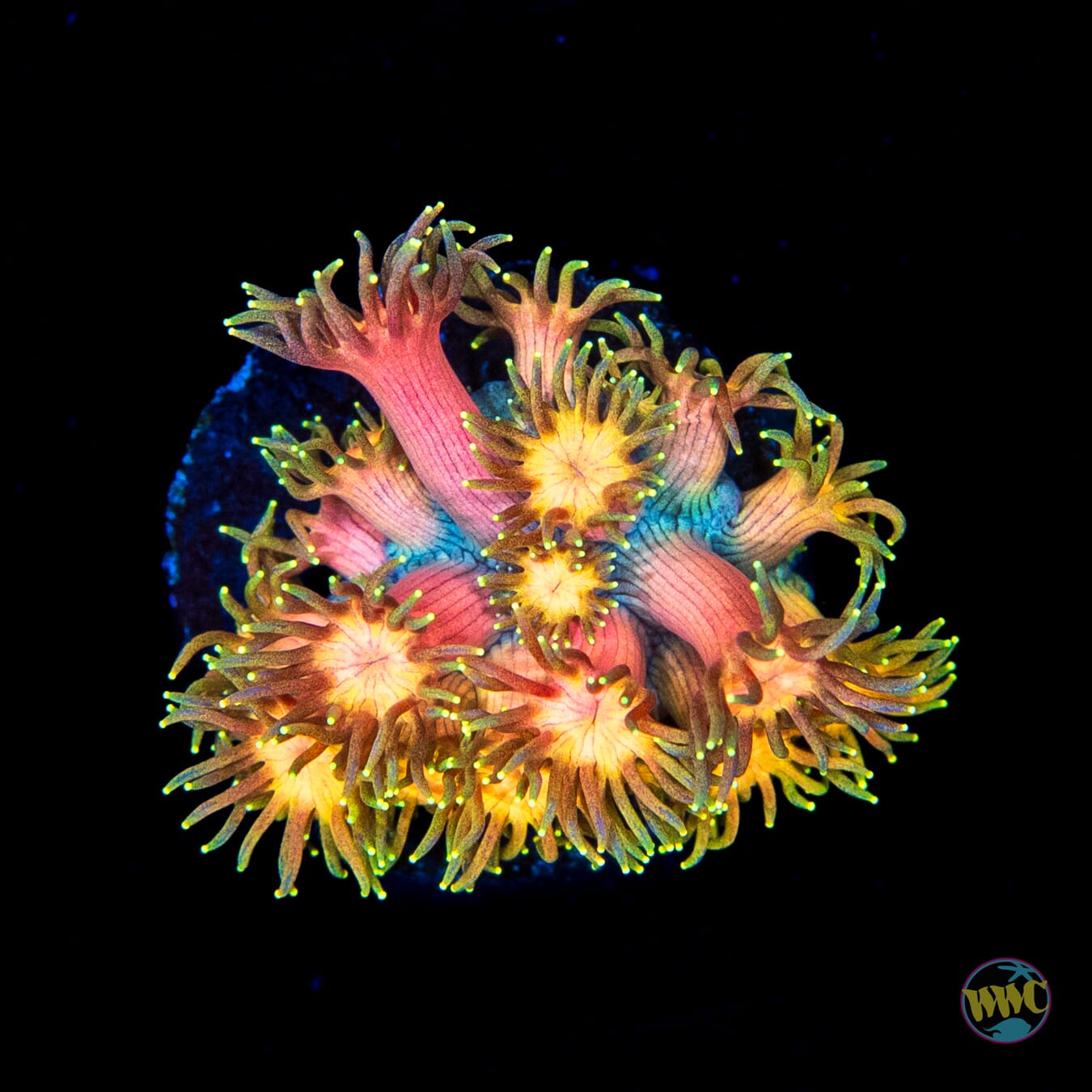 WWC Jewel Thief Goniopora