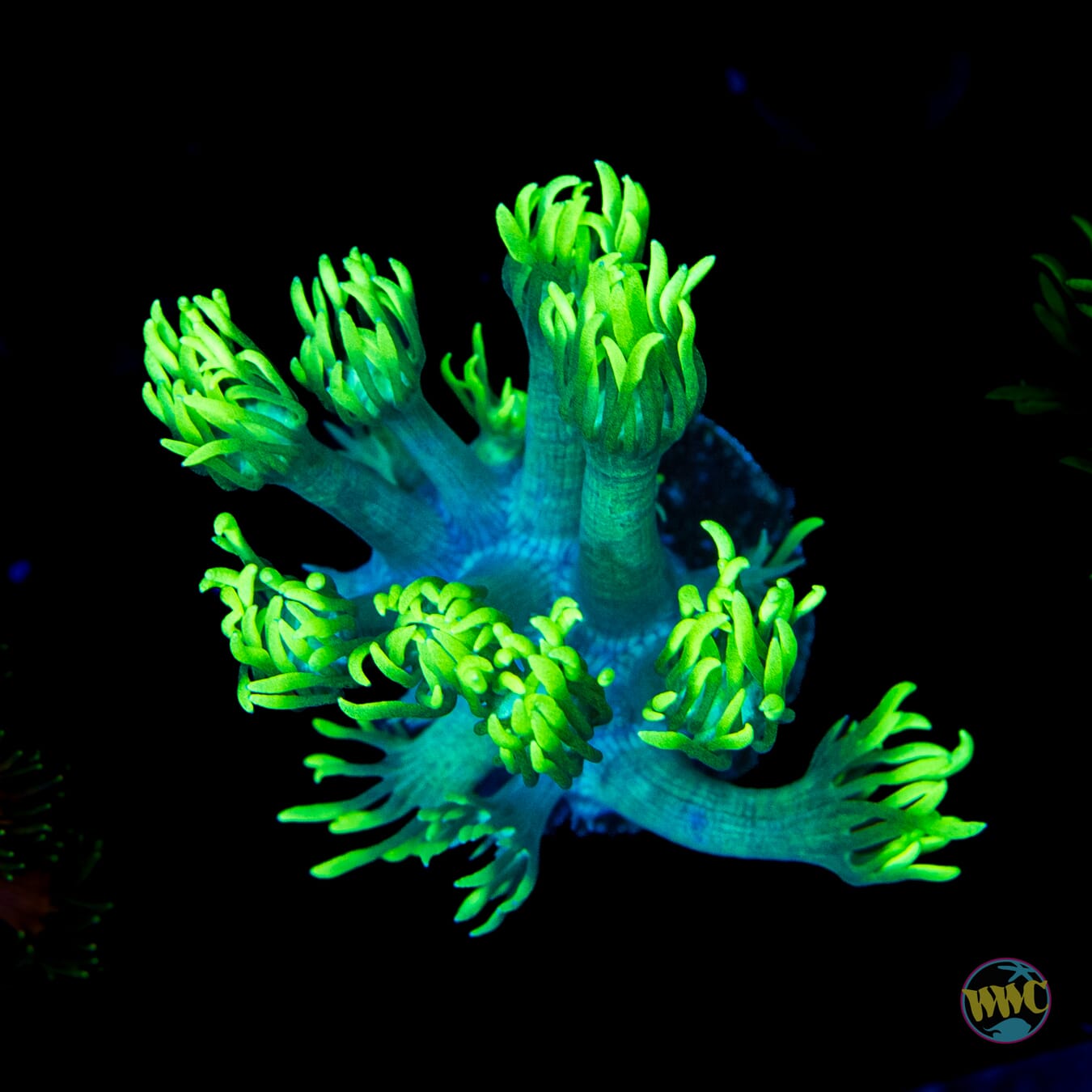 WWC Electrified Goniopora