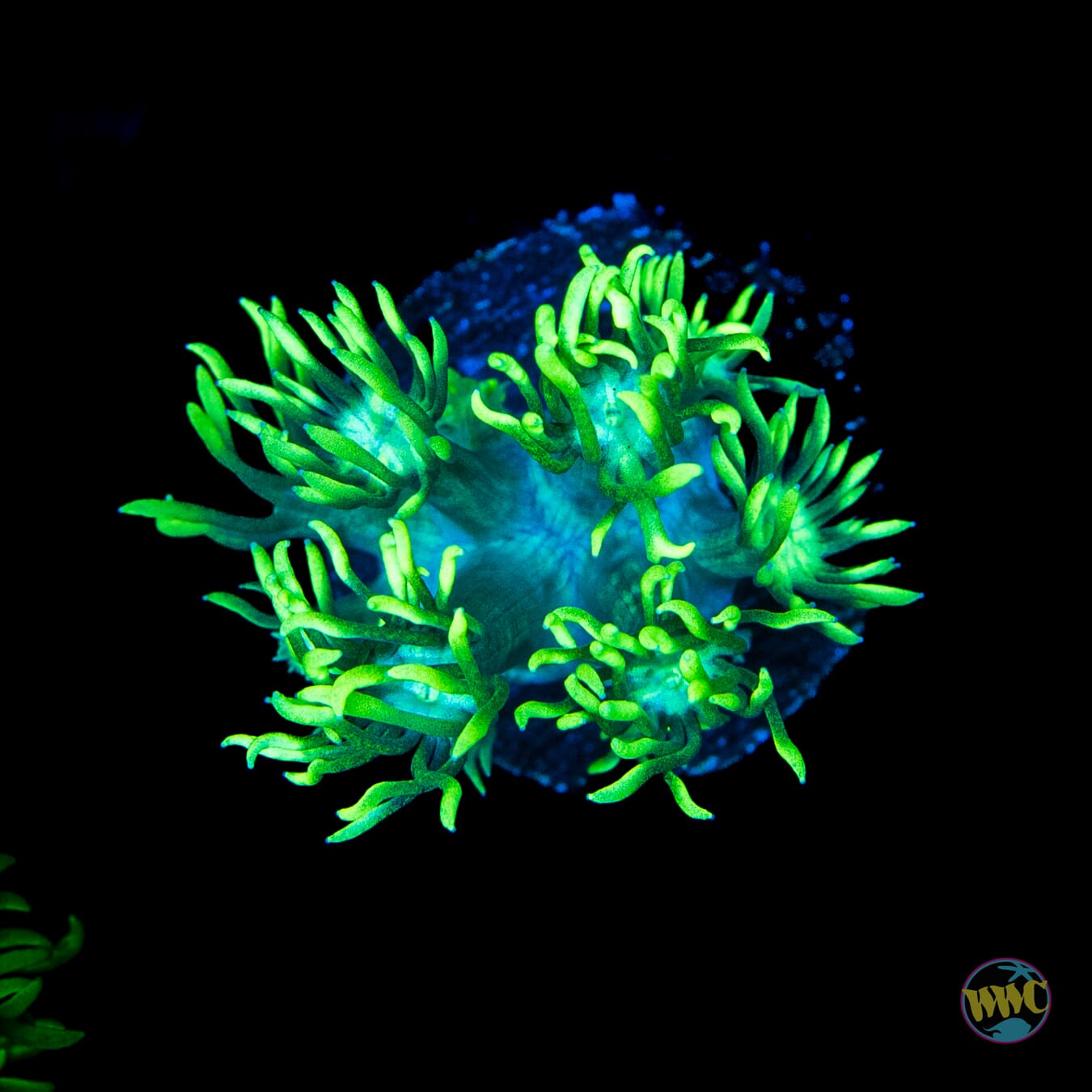 WWC Electrified Goniopora