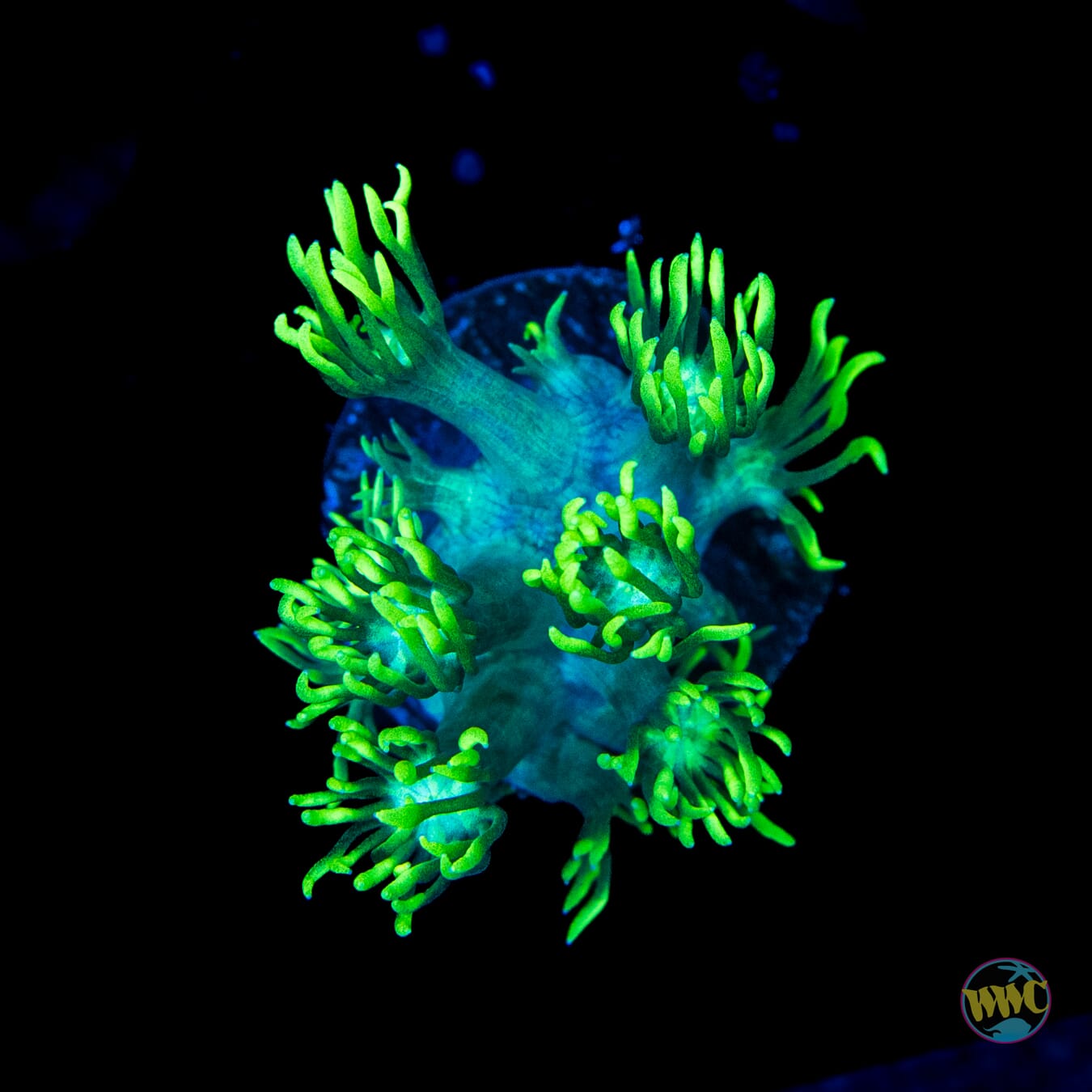 WWC Electrified Goniopora