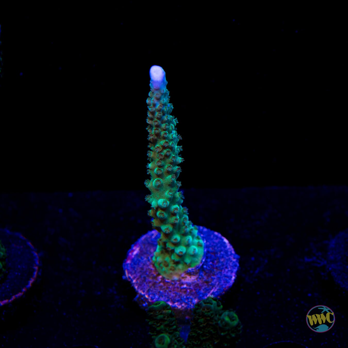 WWC Green Lightning Stag Acropora