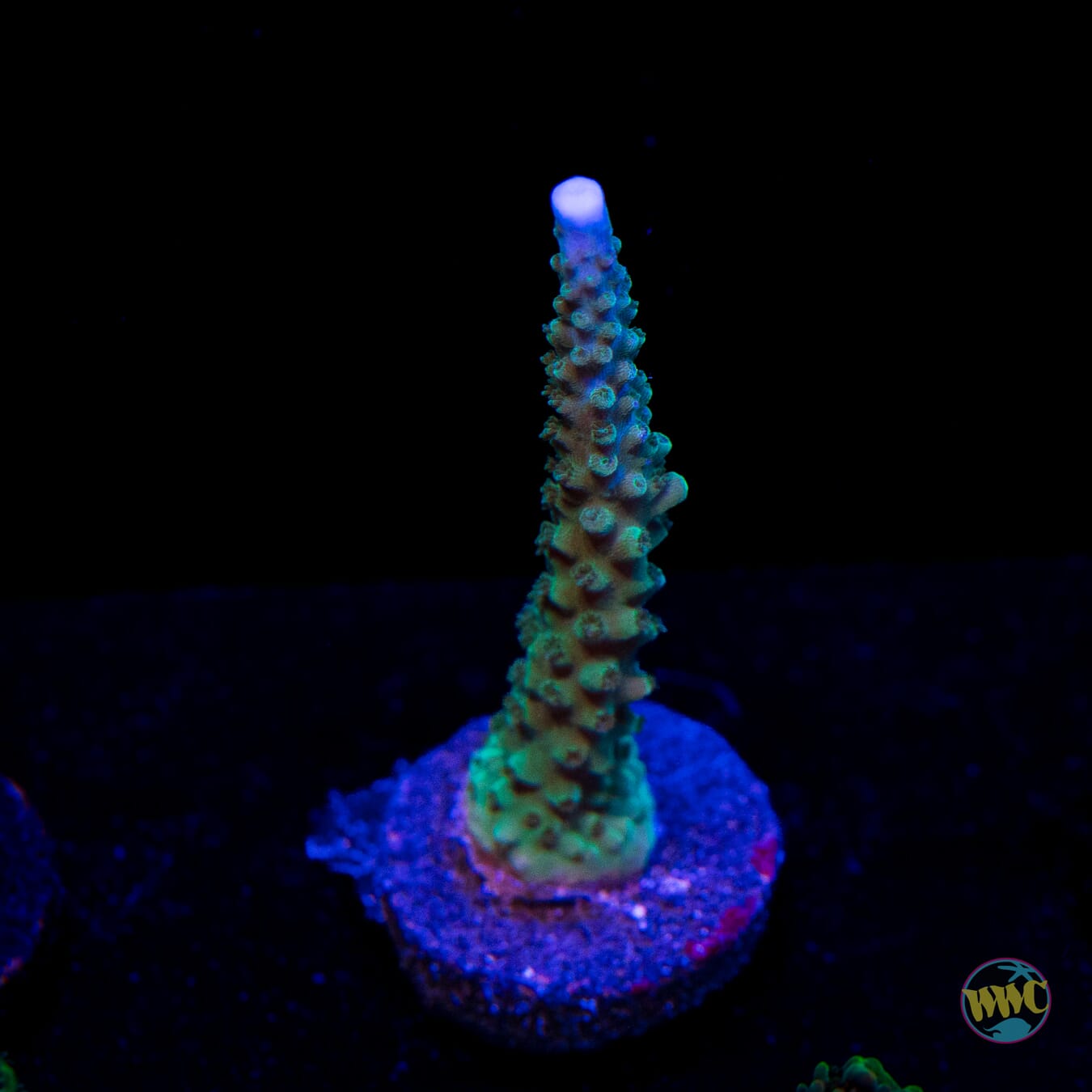 WWC Green Lightning Stag Acropora