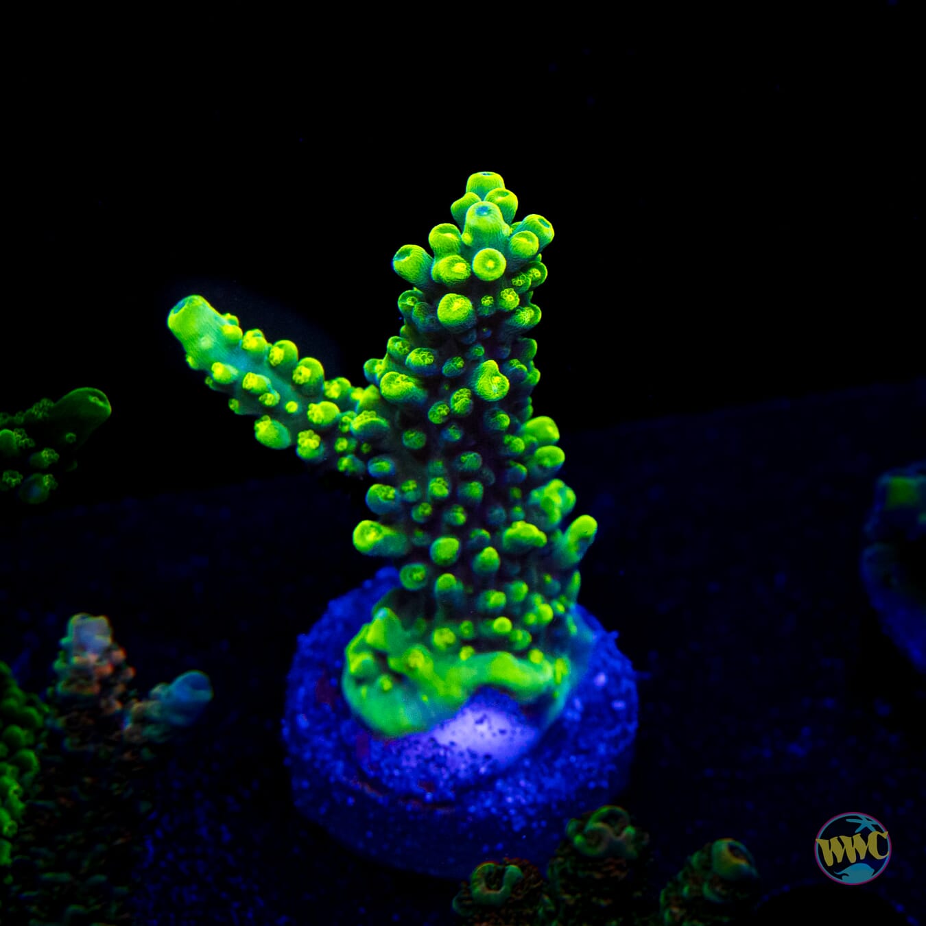 WWC Solomon Split Acropora