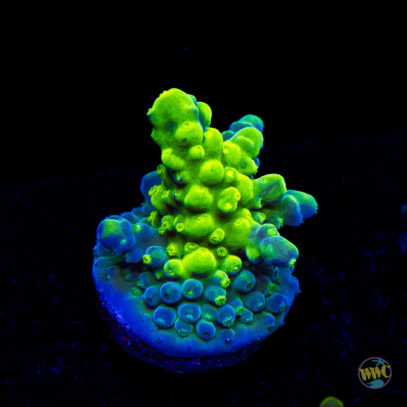WWC Yellow Austera Acropora