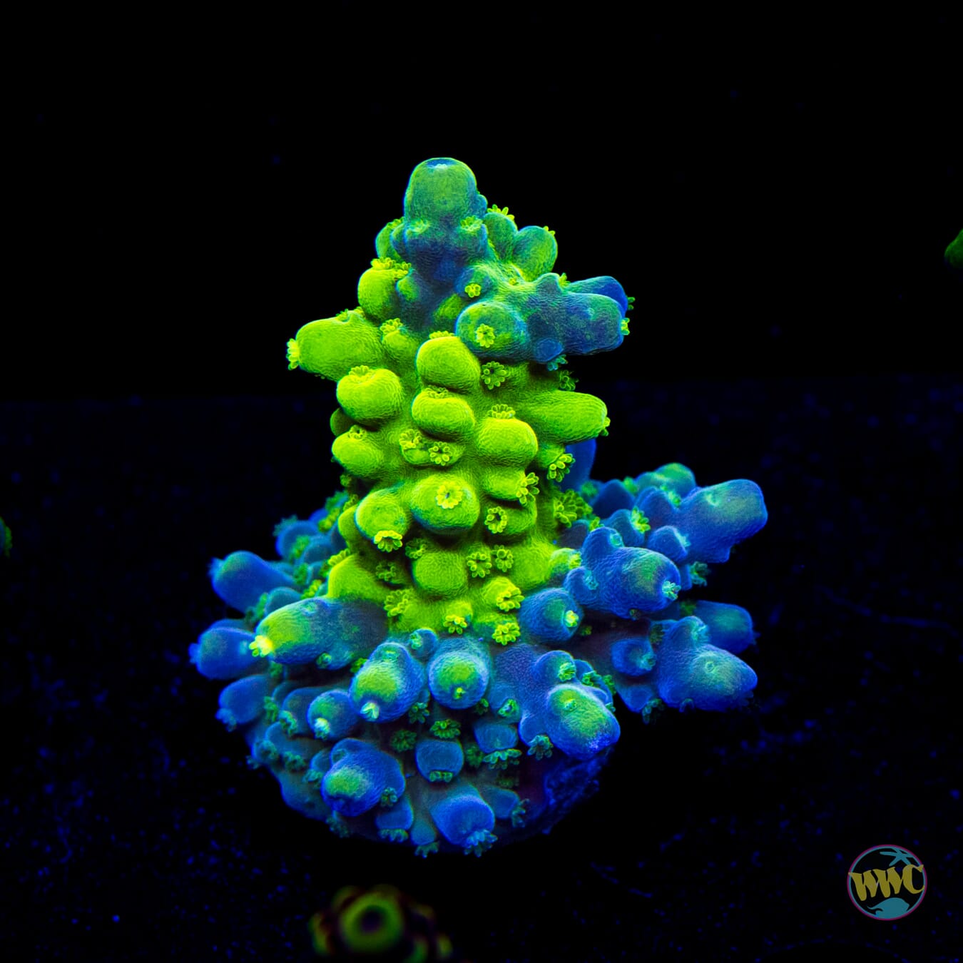 WWC Yellow Austera Acropora
