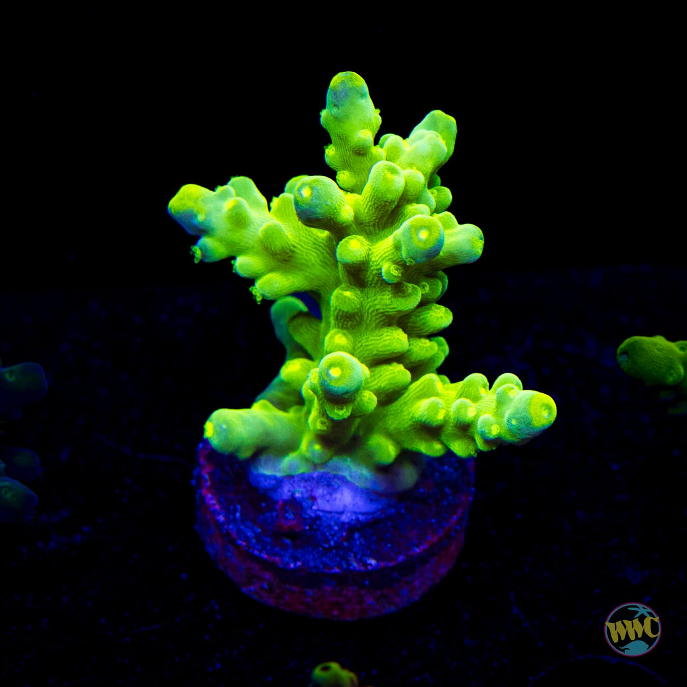 WWC Yellow Austera Acropora