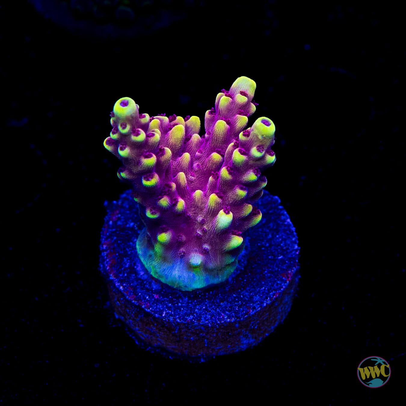 WWC Terra Red Acropora