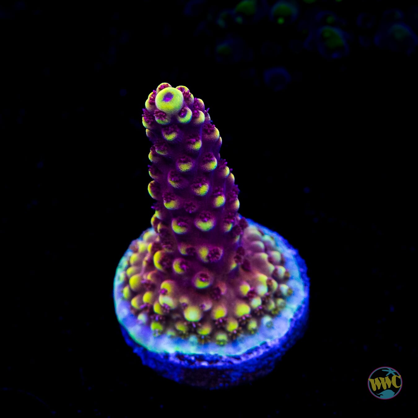 WWC Terra Red Acropora