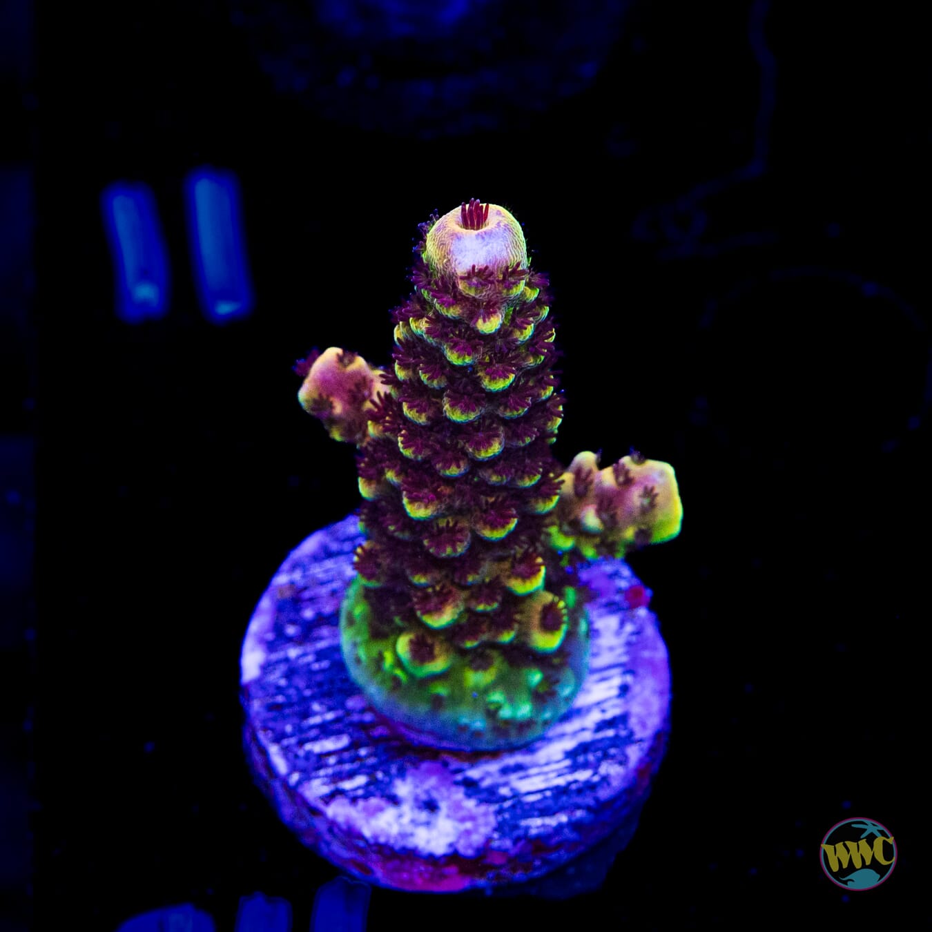 WWC Red Bull Acropora