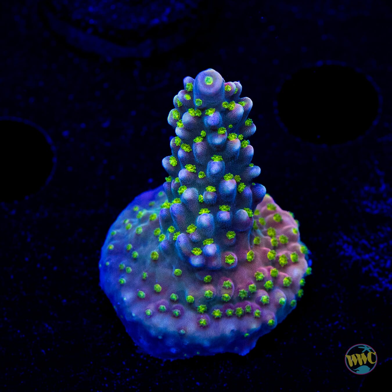 WWC Fruit Mix Acropora