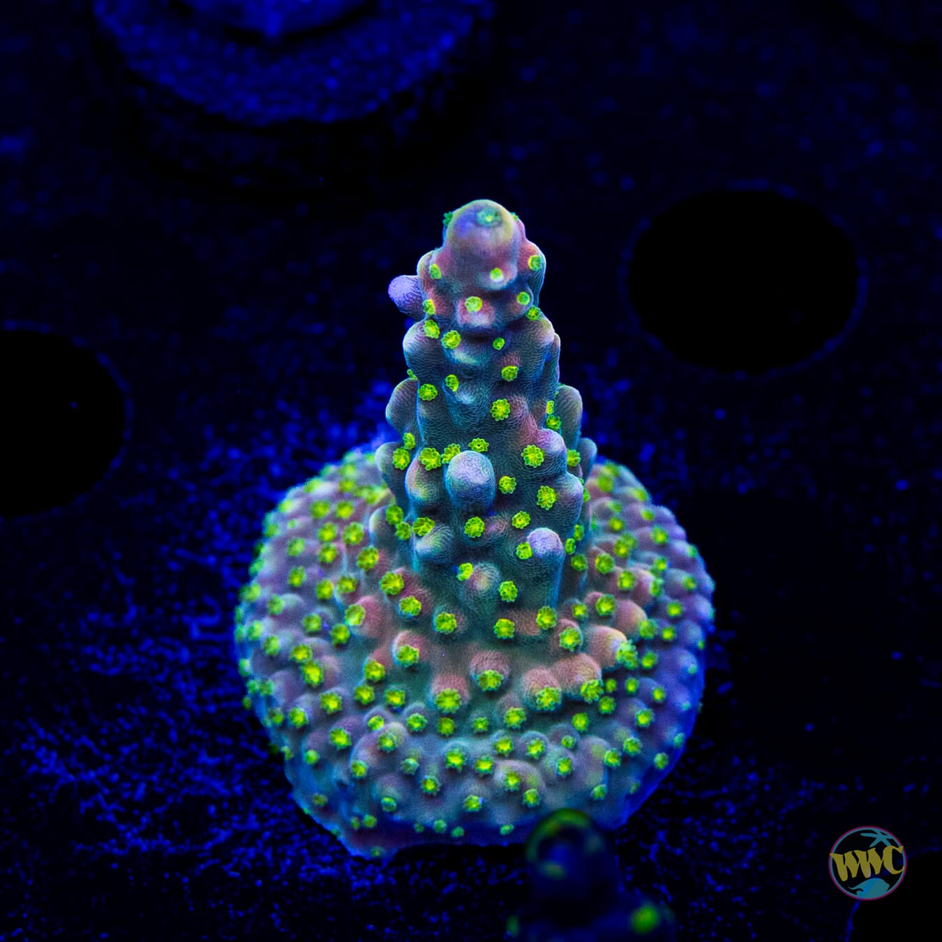 WWC Fruit Mix Acropora