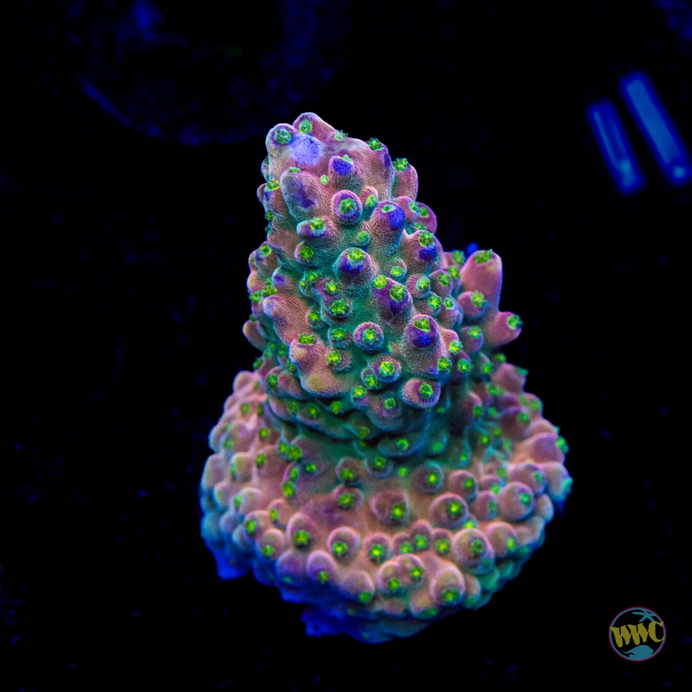 WWC Fruit Mix Acropora