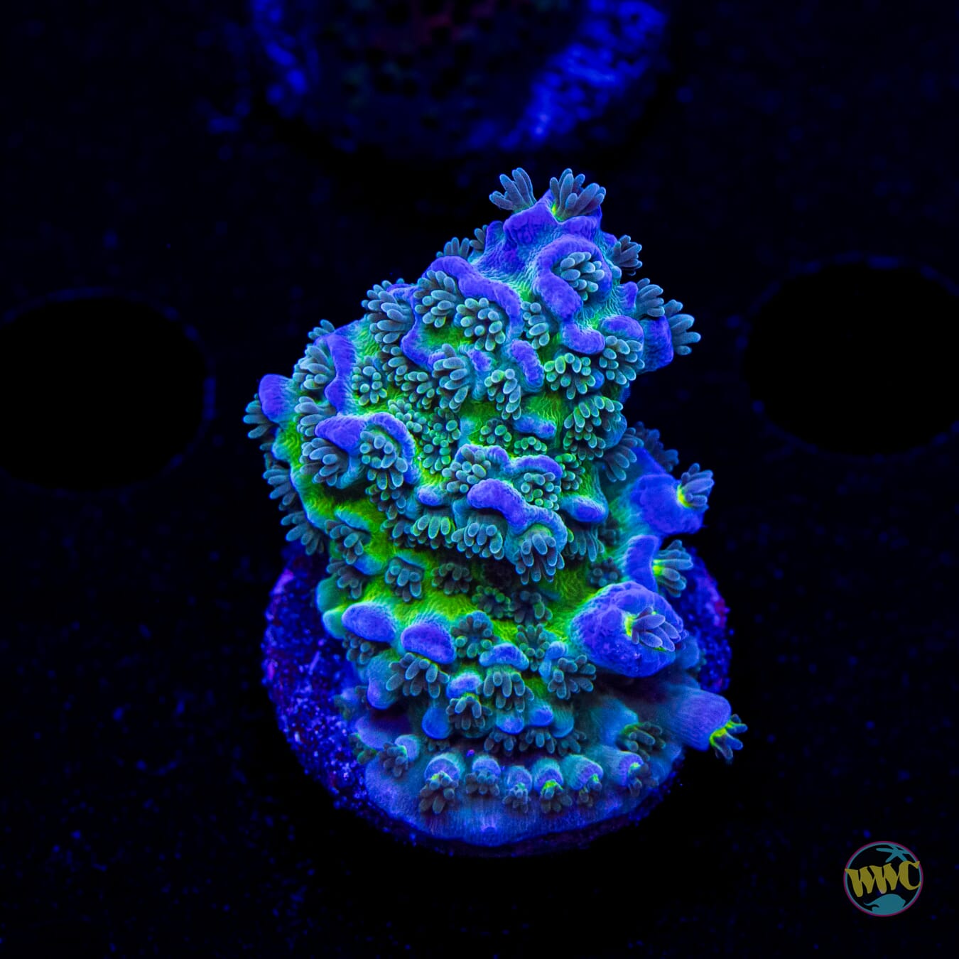 WWC New Frontier Tenuis Acropora