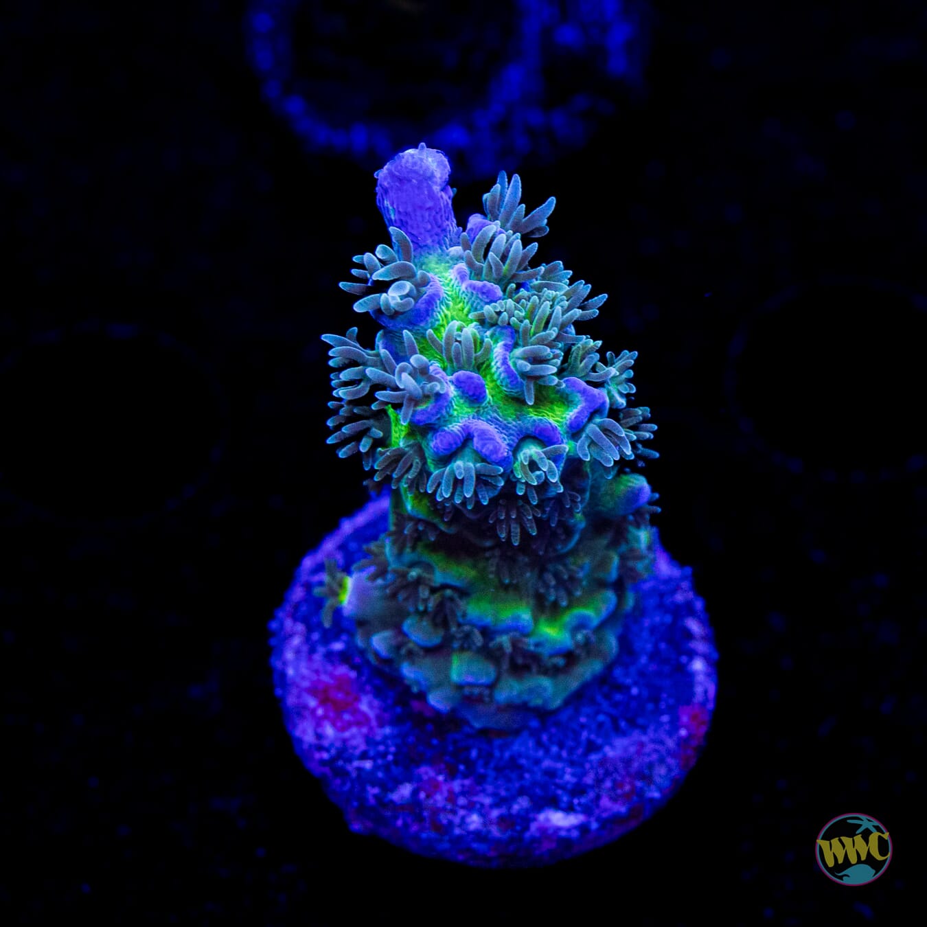 WWC New Frontier Tenuis Acropora