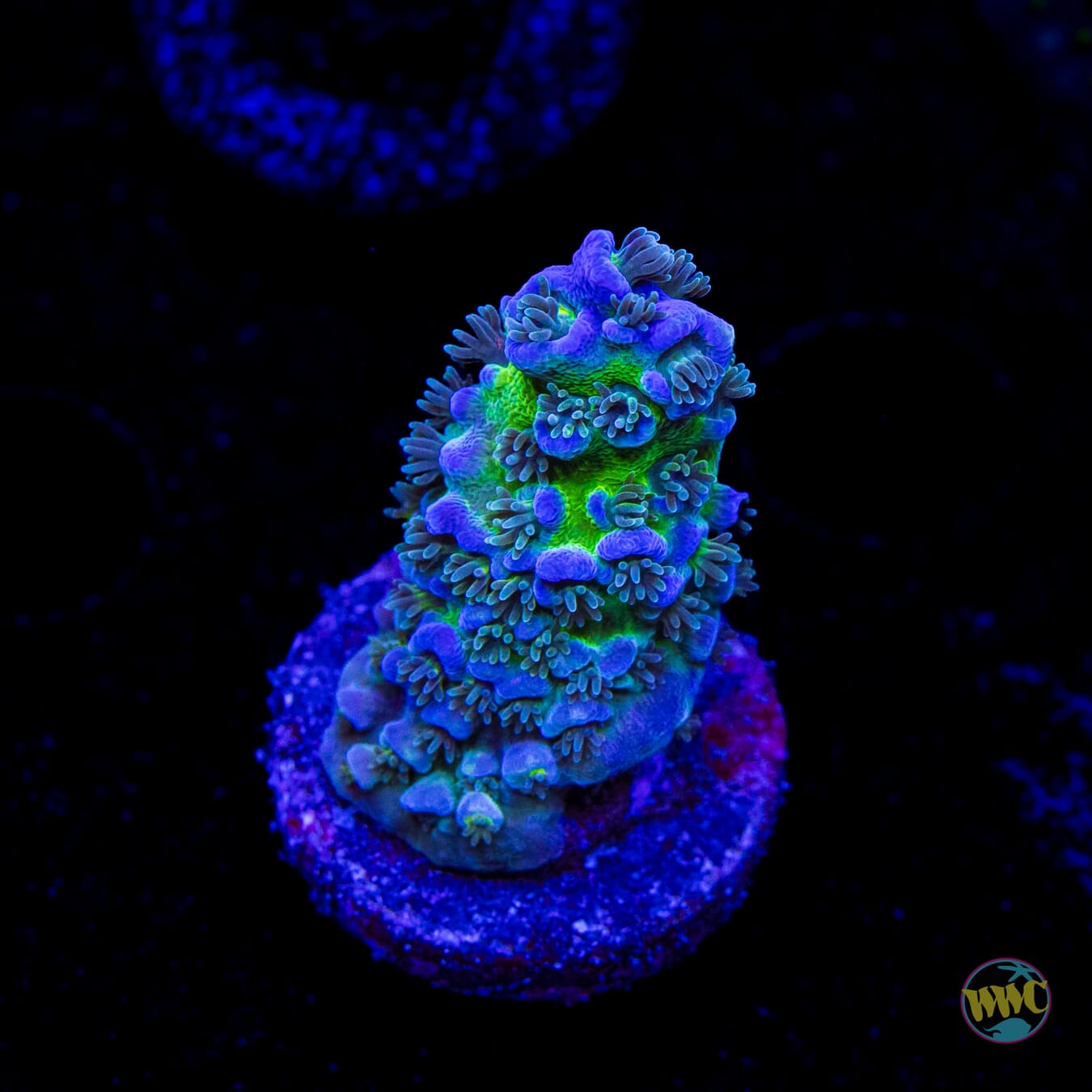 WWC New Frontier Tenuis Acropora