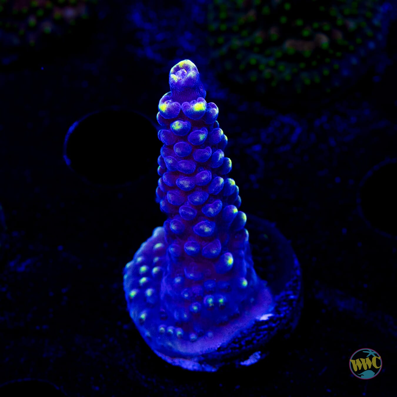 WWC Spectacular Stag Acropora