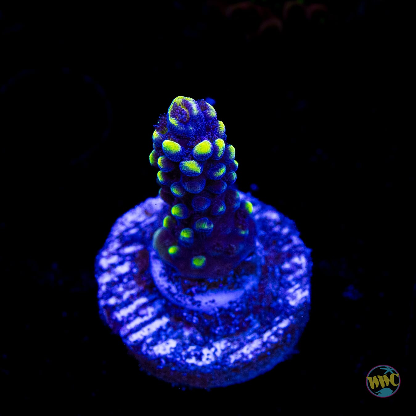 WWC Spectacular Stag Acropora
