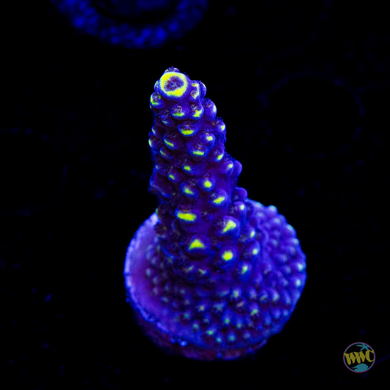 WWC Spectacular Stag Acropora