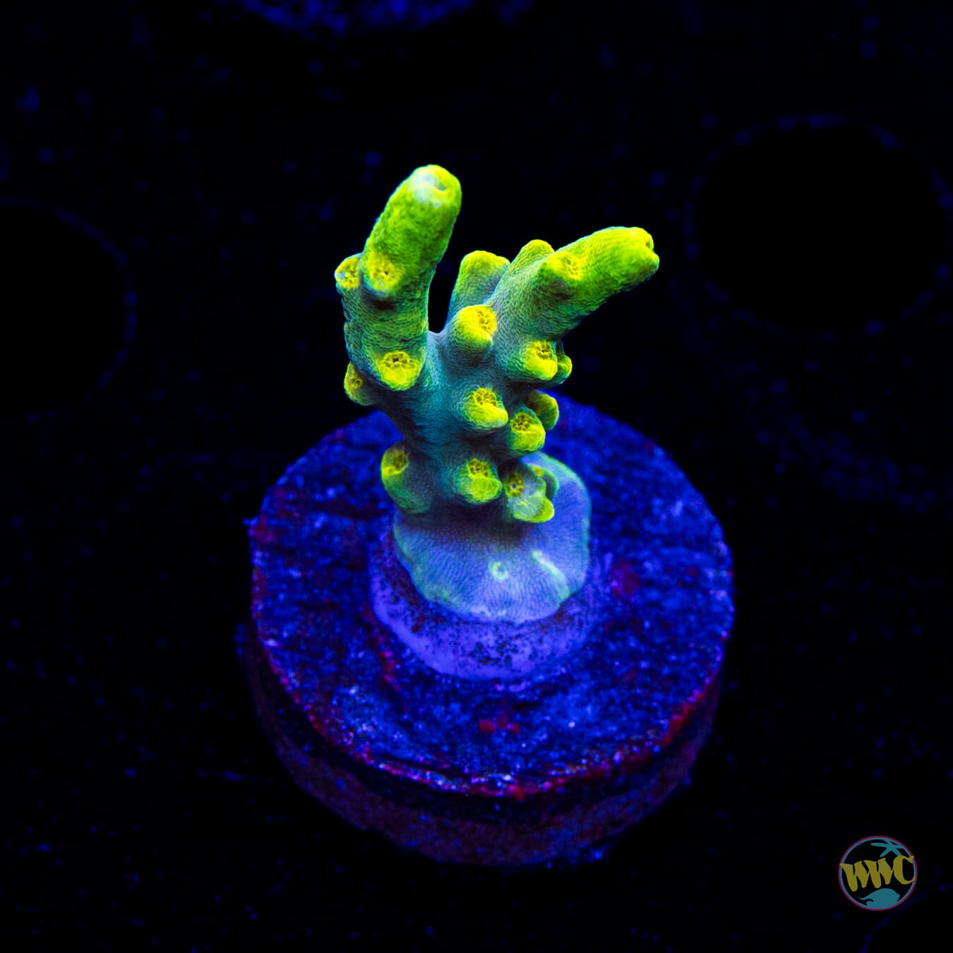WWC Yodaz Acropora