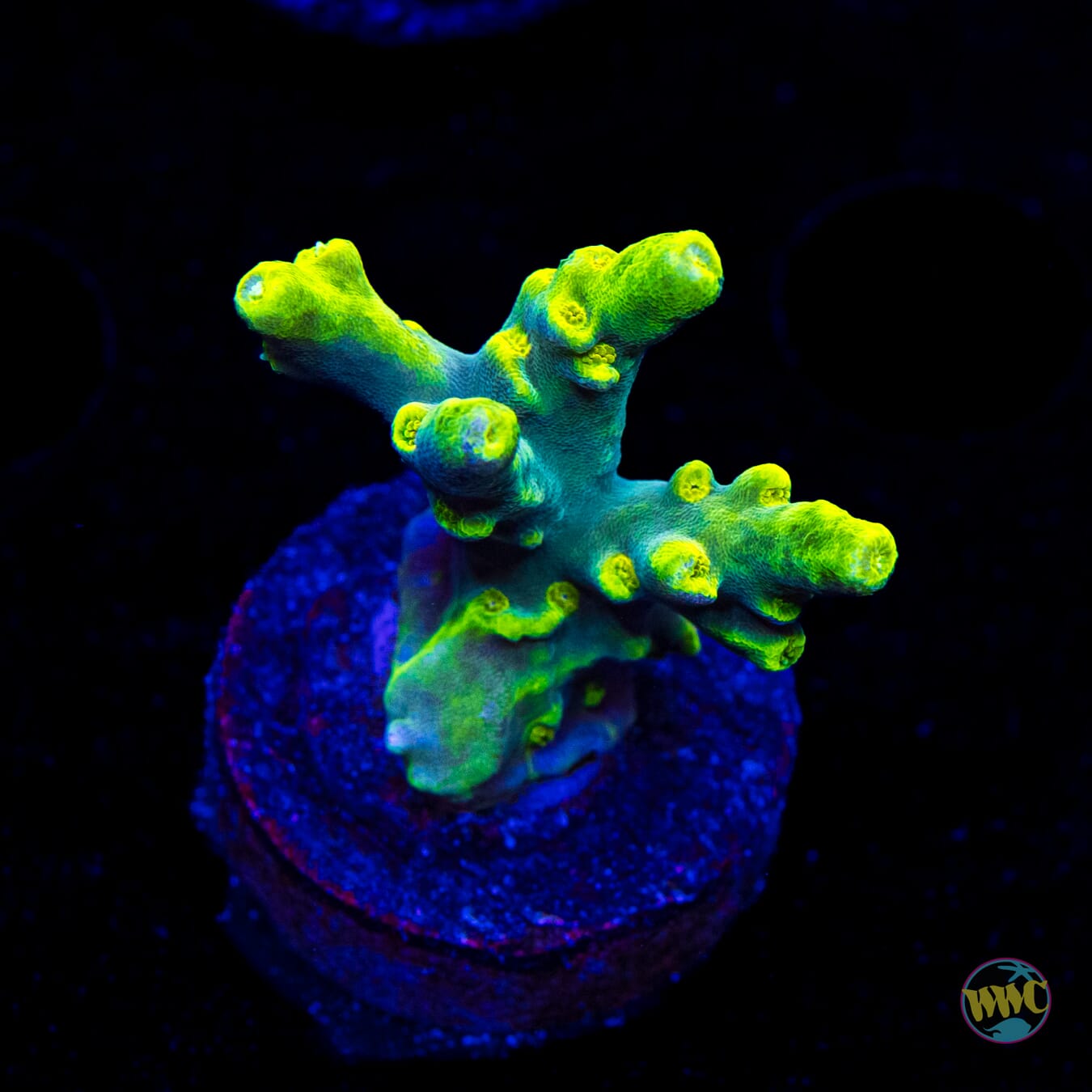 WWC Yodaz Acropora