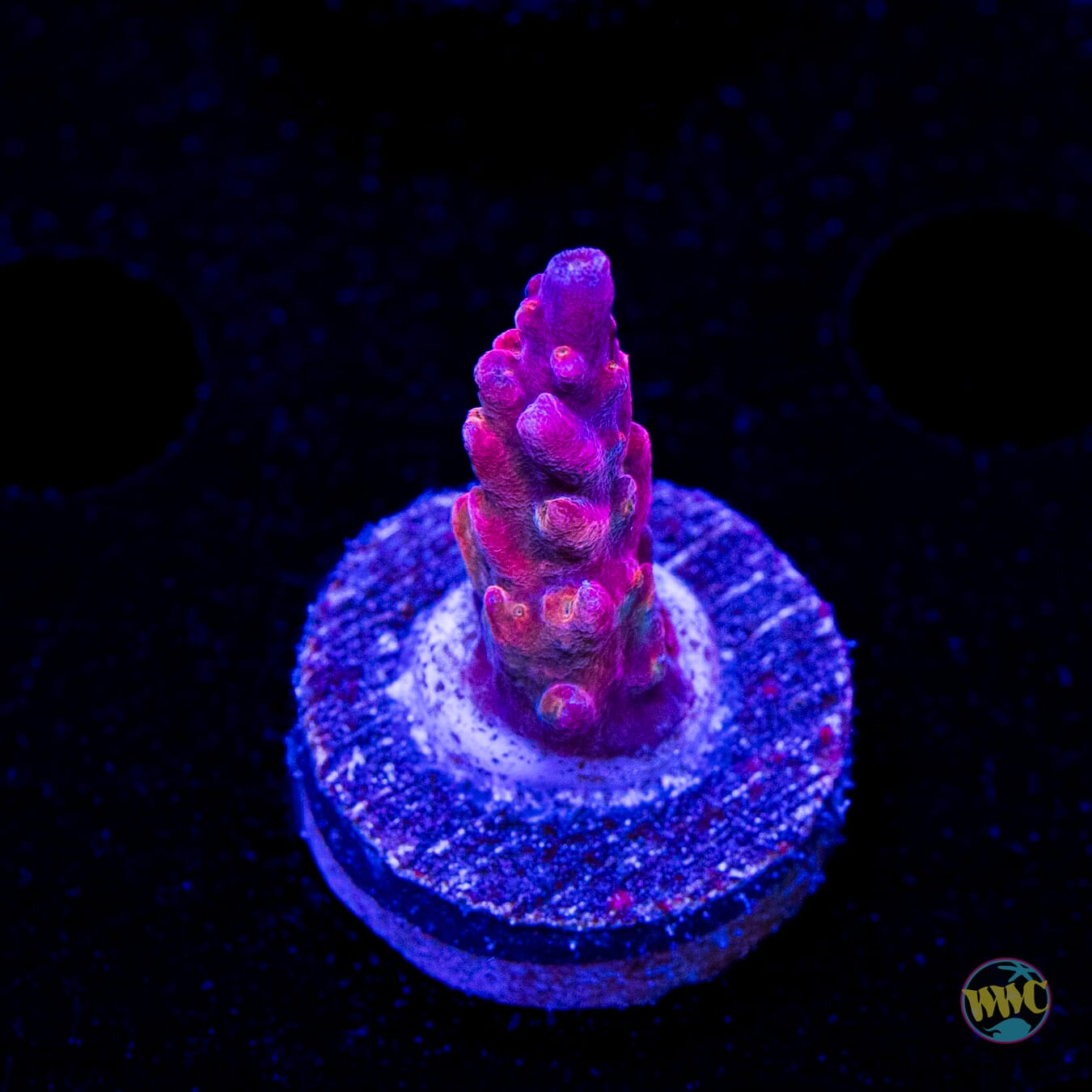 Jason Fox B33 Bomber Acropora