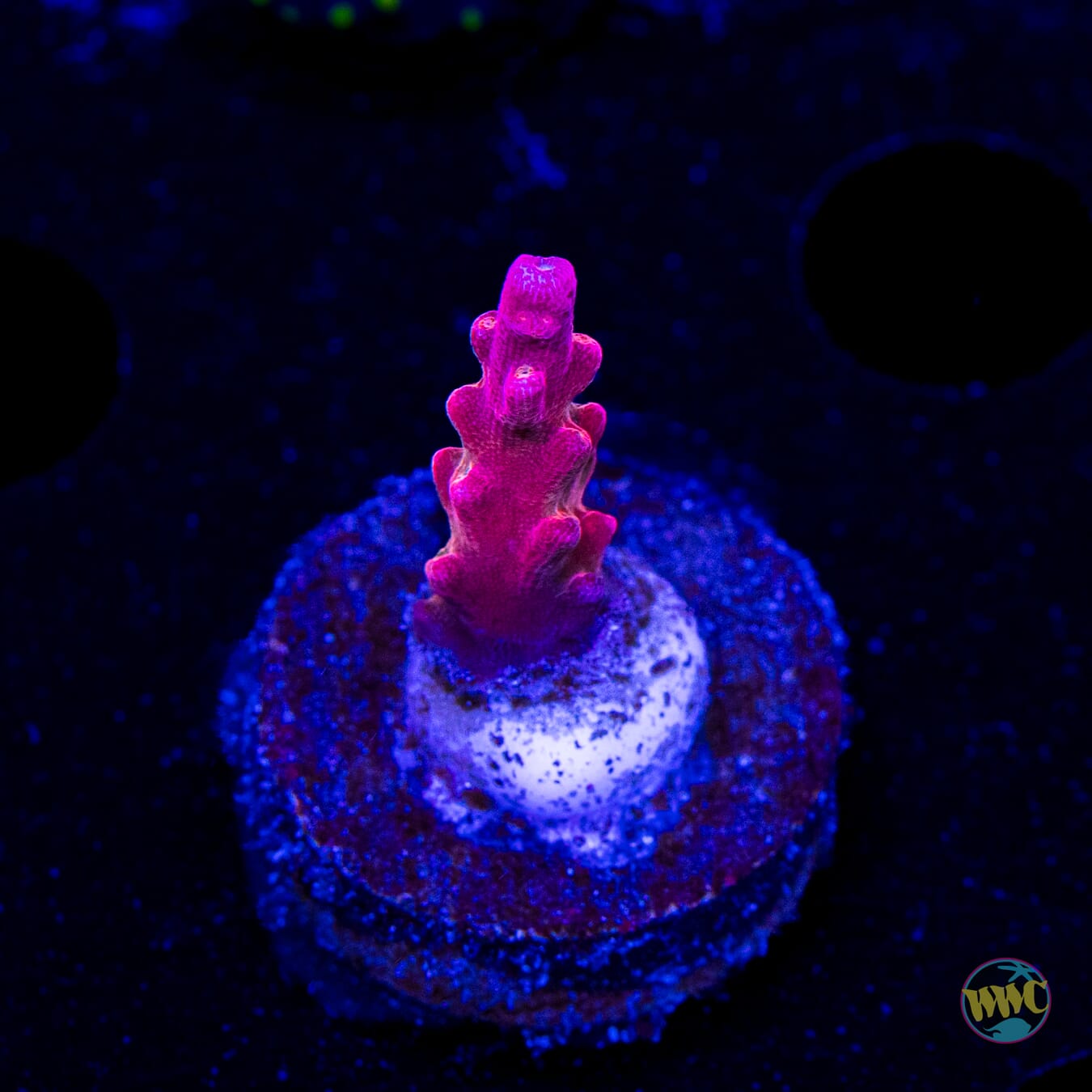 Jason Fox B33 Bomber Acropora