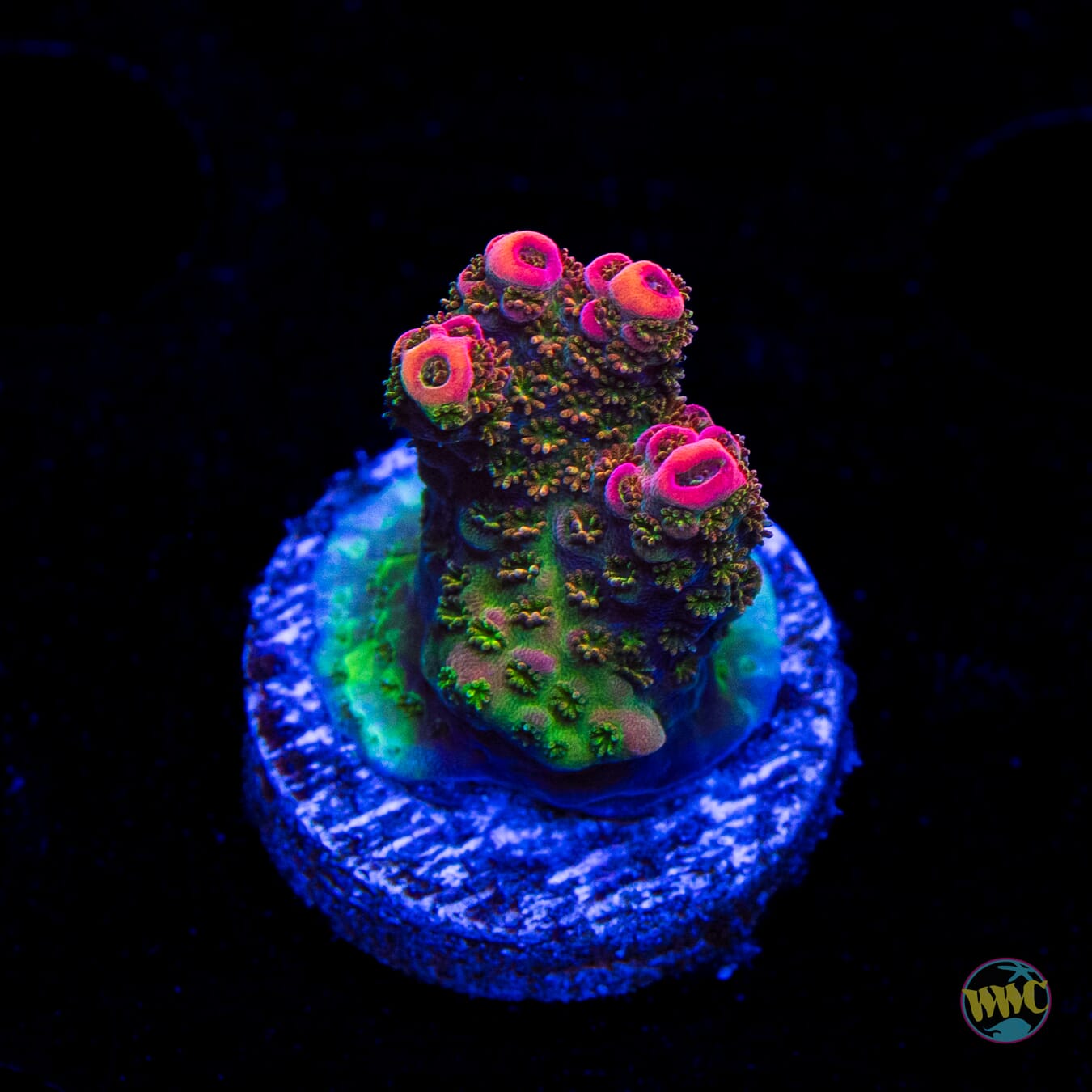 WWC Hyper Pink Acropora
