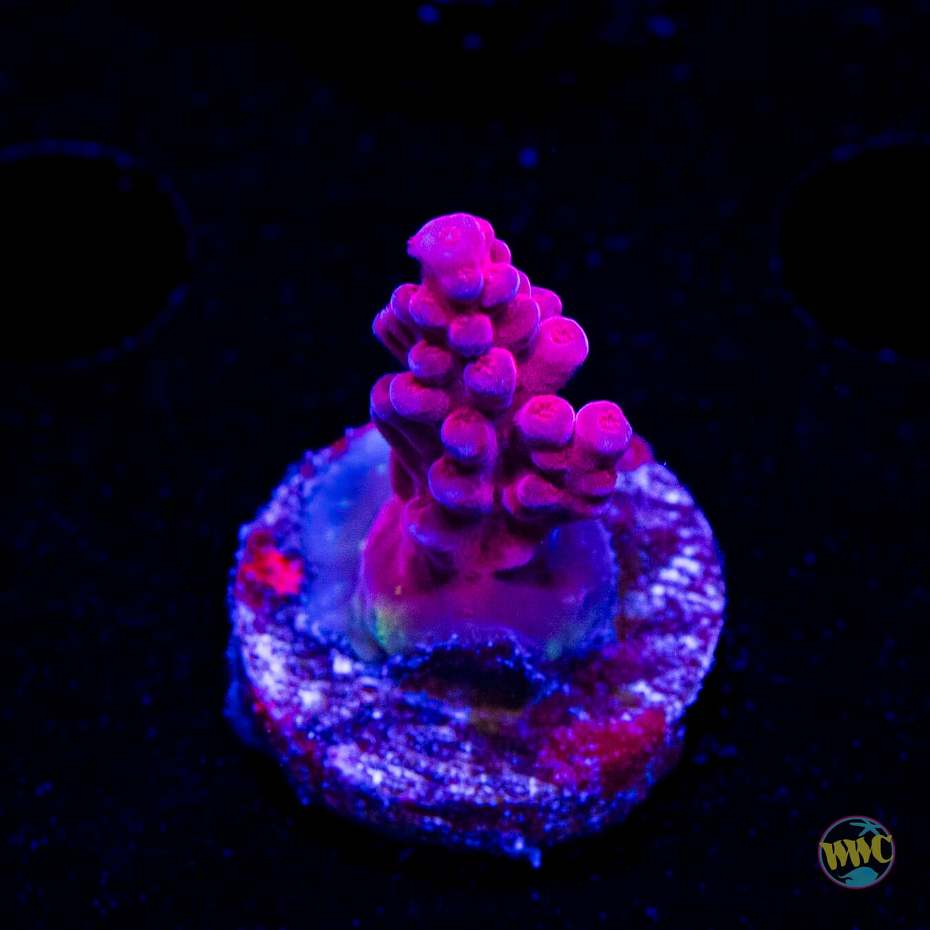 WWC Deep Purple Acropora