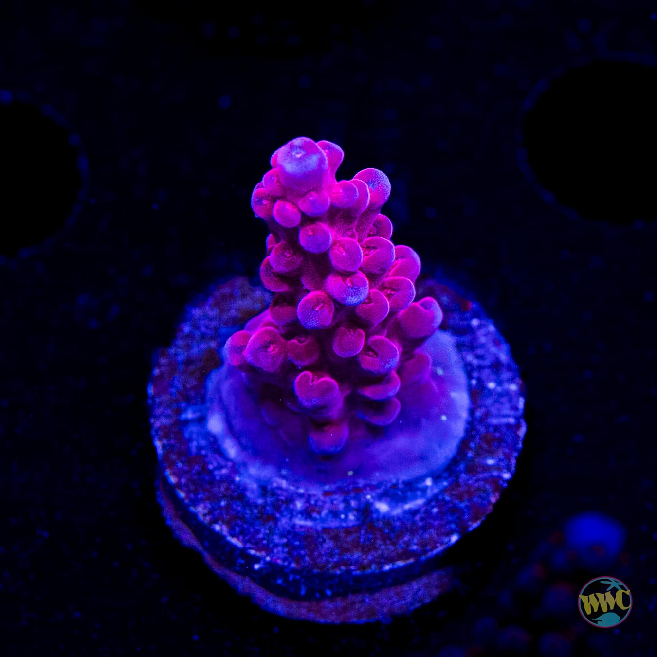 WWC Deep Purple Acropora
