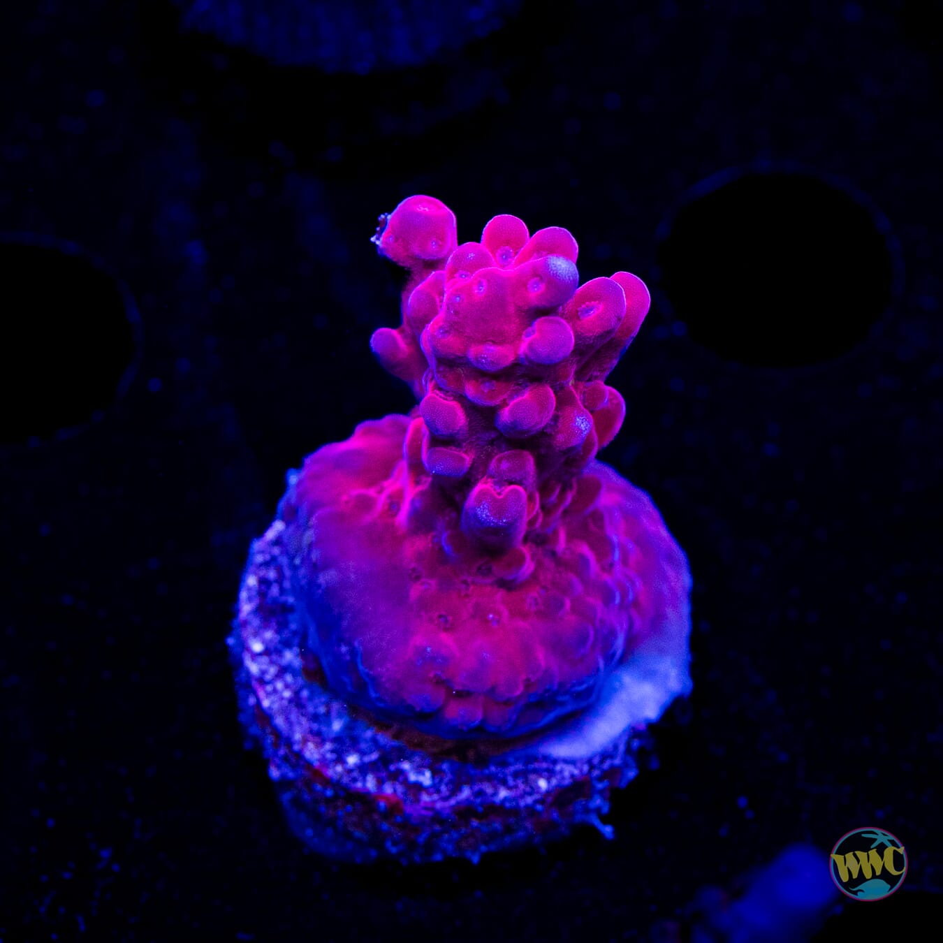 WWC Deep Purple Acropora