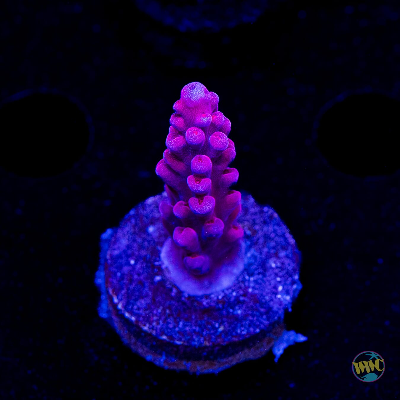 WWC Deep Purple Acropora