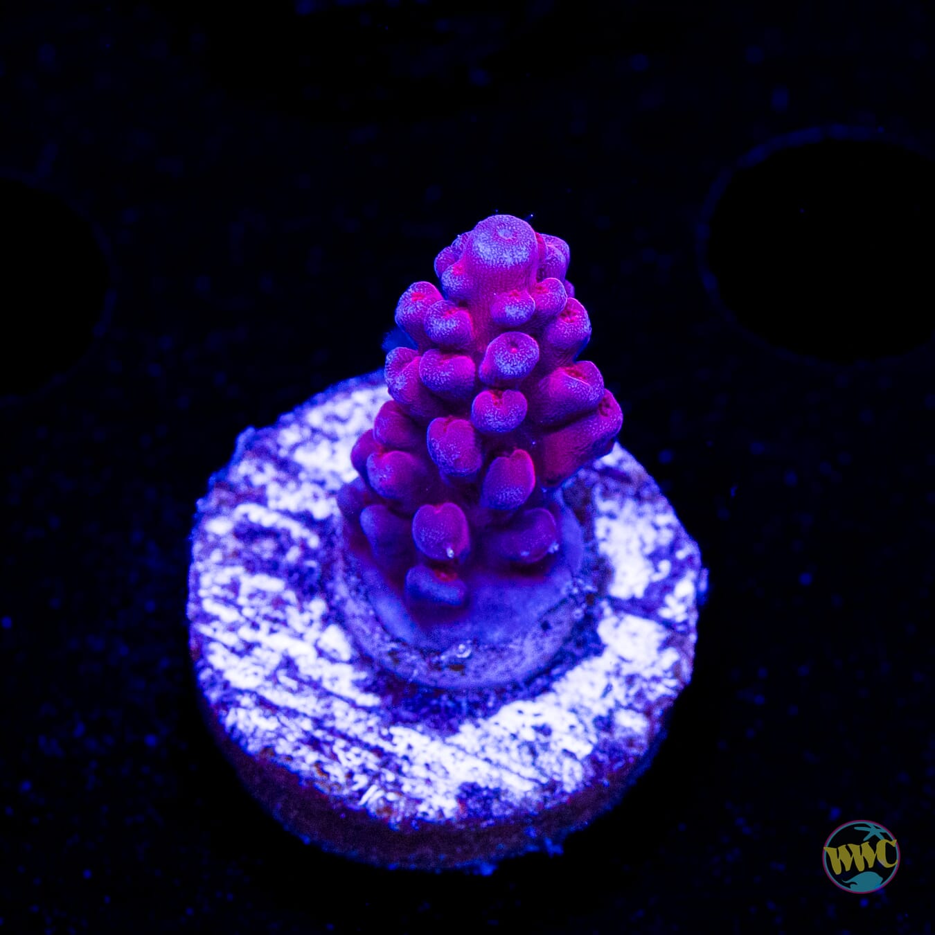 WWC Deep Purple Acropora