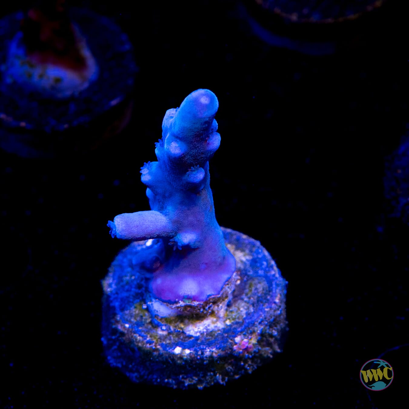 Oregon Tort Acropora